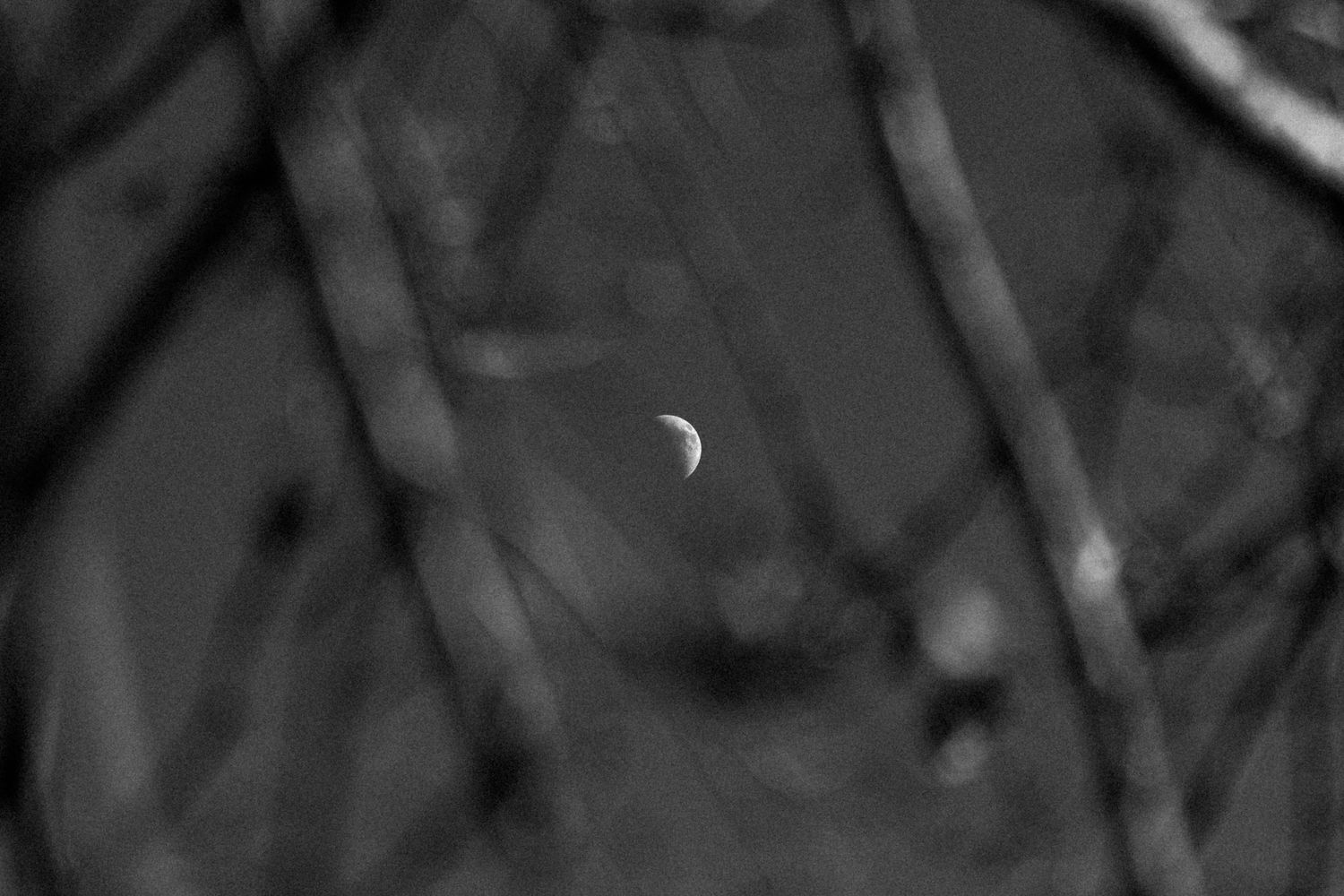 Black and white photo of a crescent moon visible through bare tree branches against a dark night sky.