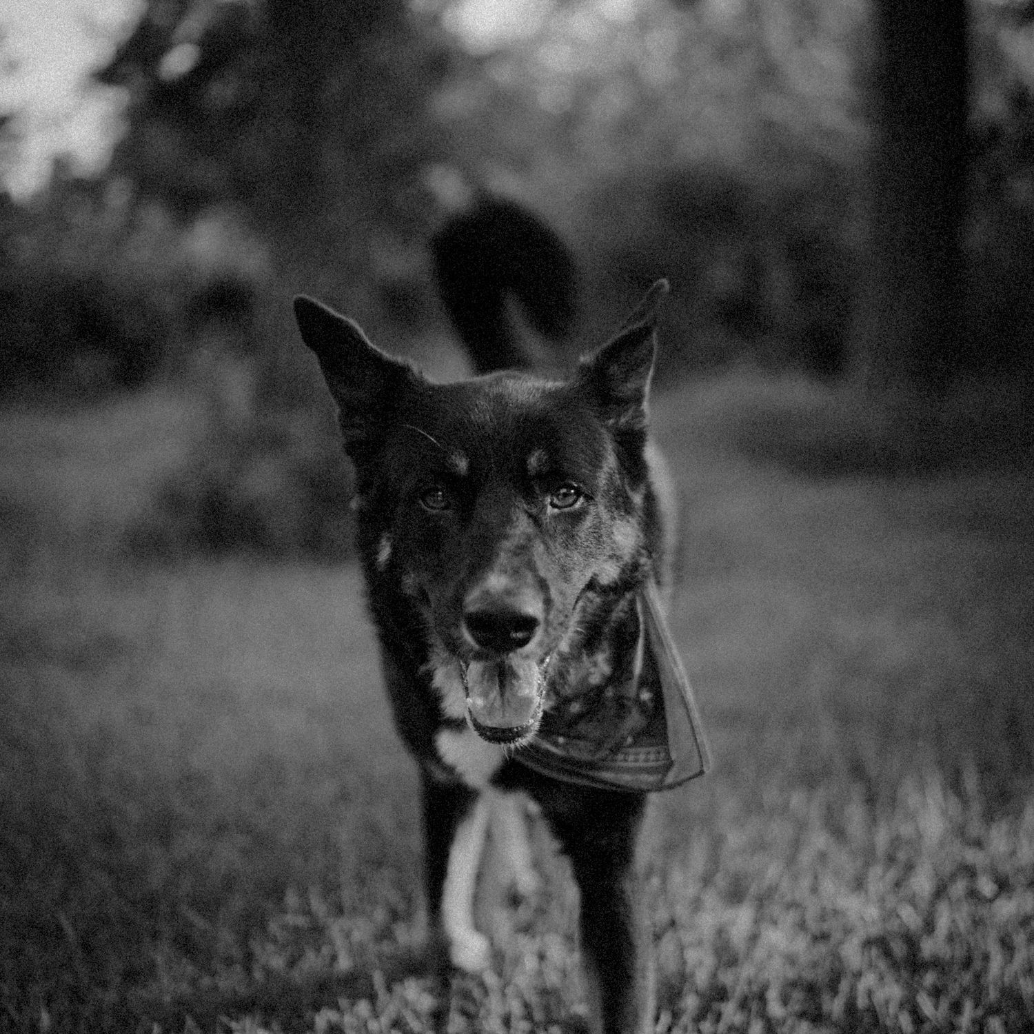 Close-up black and white portrait of a German Shepherd dog wearing a bandana outdoors.
