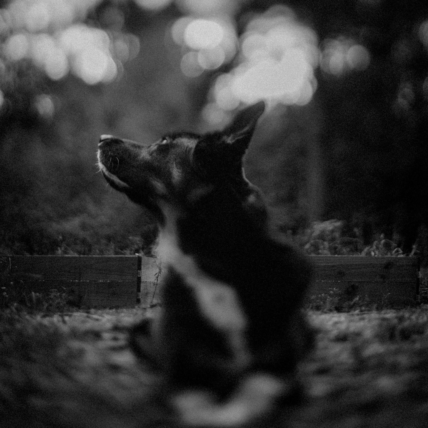 Black and white photo of a dog sitting outdoors, gazing upward with a blurred bokeh background.