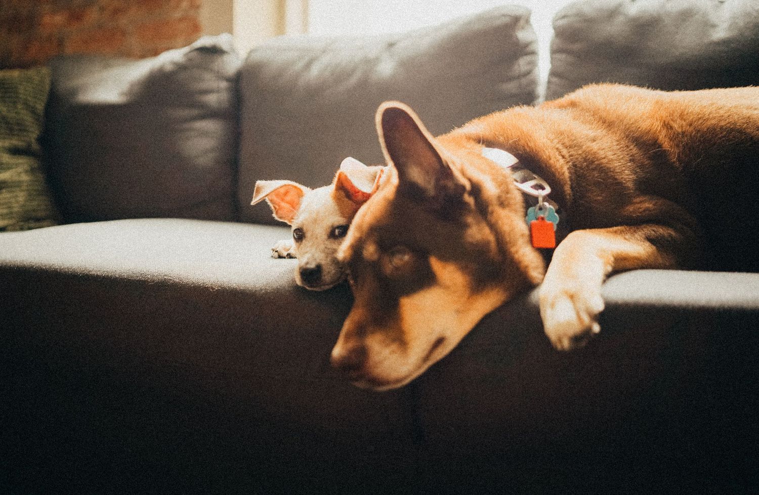 A Corgi and small Chihuahua lounging together on a gray sofa.