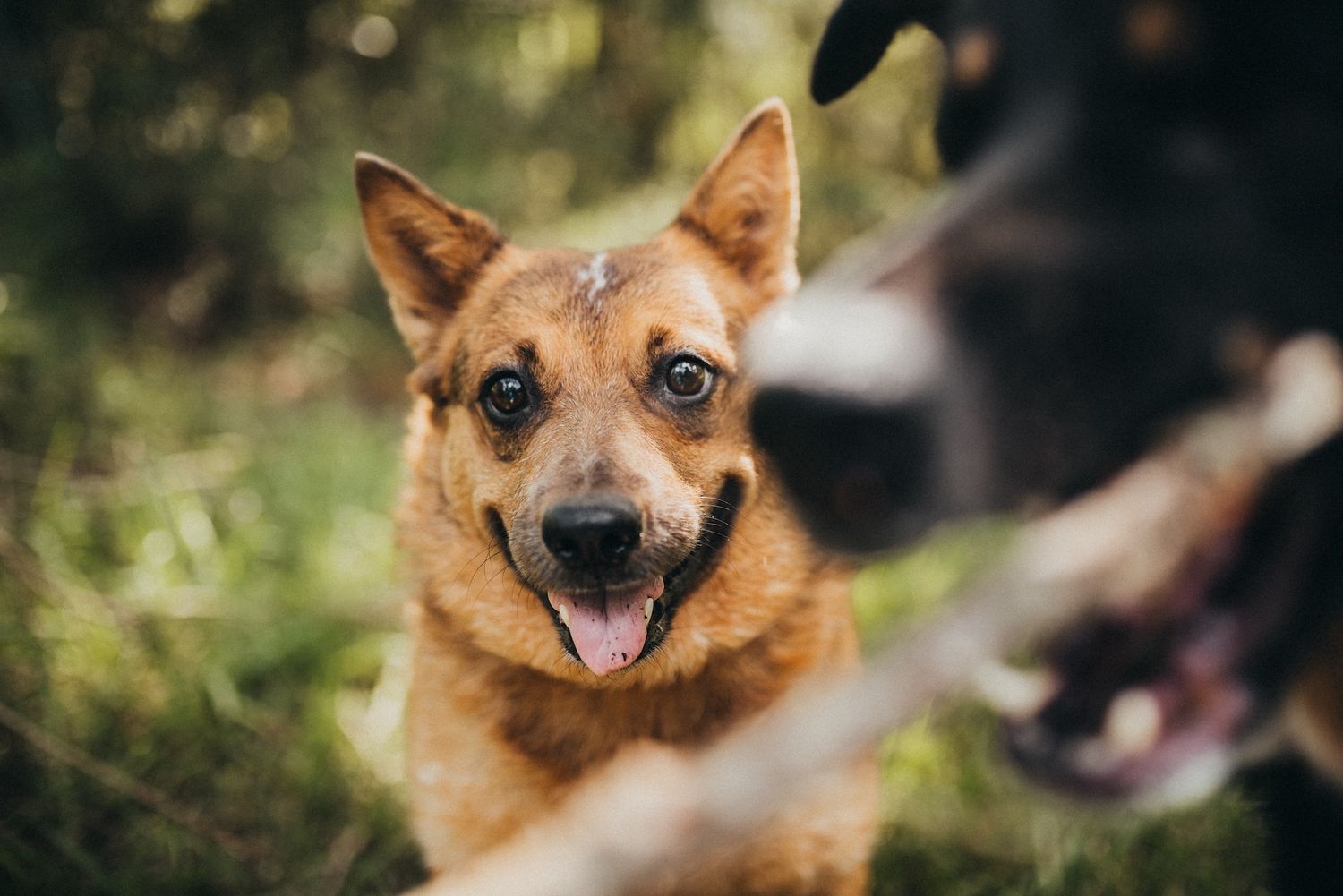 A happy brown German Shepherd dog with tongue out stands in a green forest, looking alert and friendly.