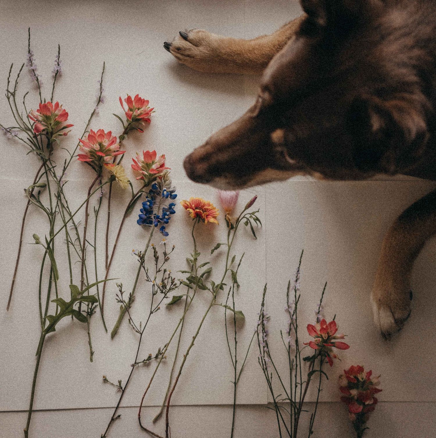 Brown dog lying beside a flat lay arrangement of colorful wildflowers on a white surface.