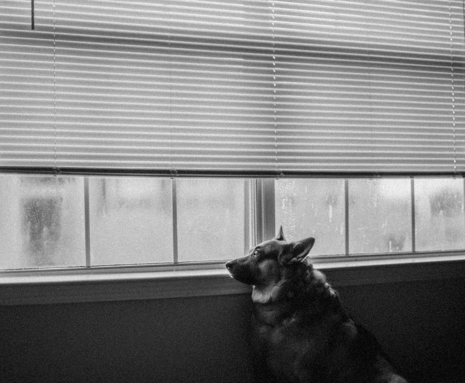 Black and white photo of a German Shepherd dog looking out a rainy window through closed blinds.