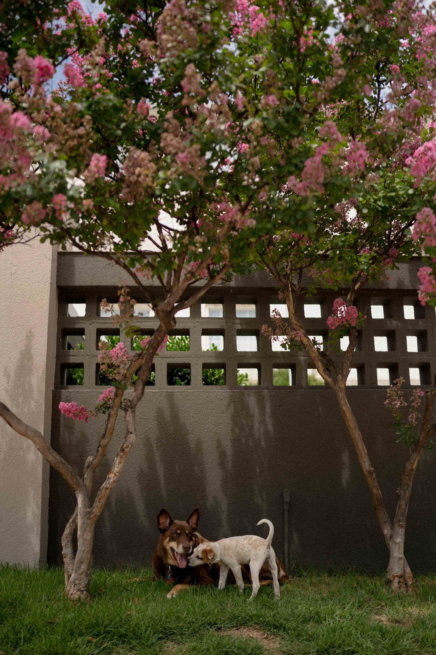 Two dogs sniff each other under blooming pink crepe myrtle trees beside a decorative garden wall.