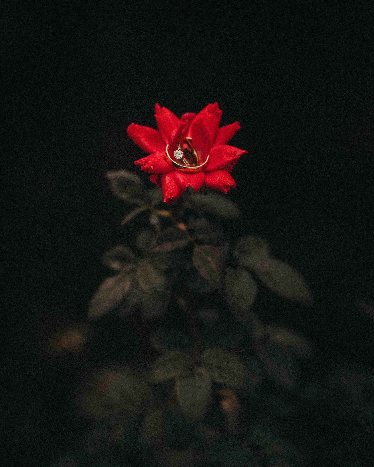 A stunning red rose with a diamond ring nestled in its petals against a dark moody background.