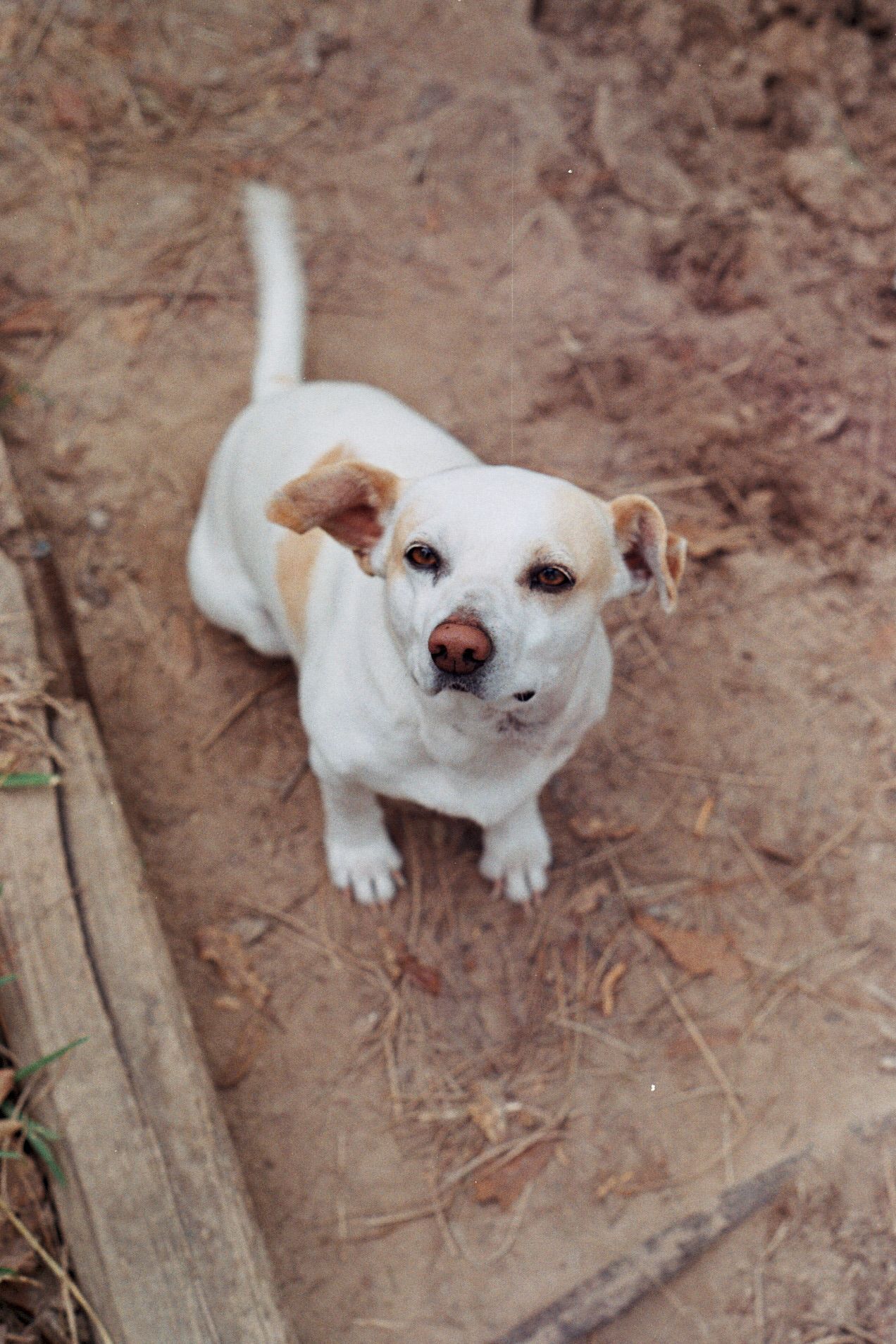 A small white and tan dog sits on bare dirt ground looking up at the camera.