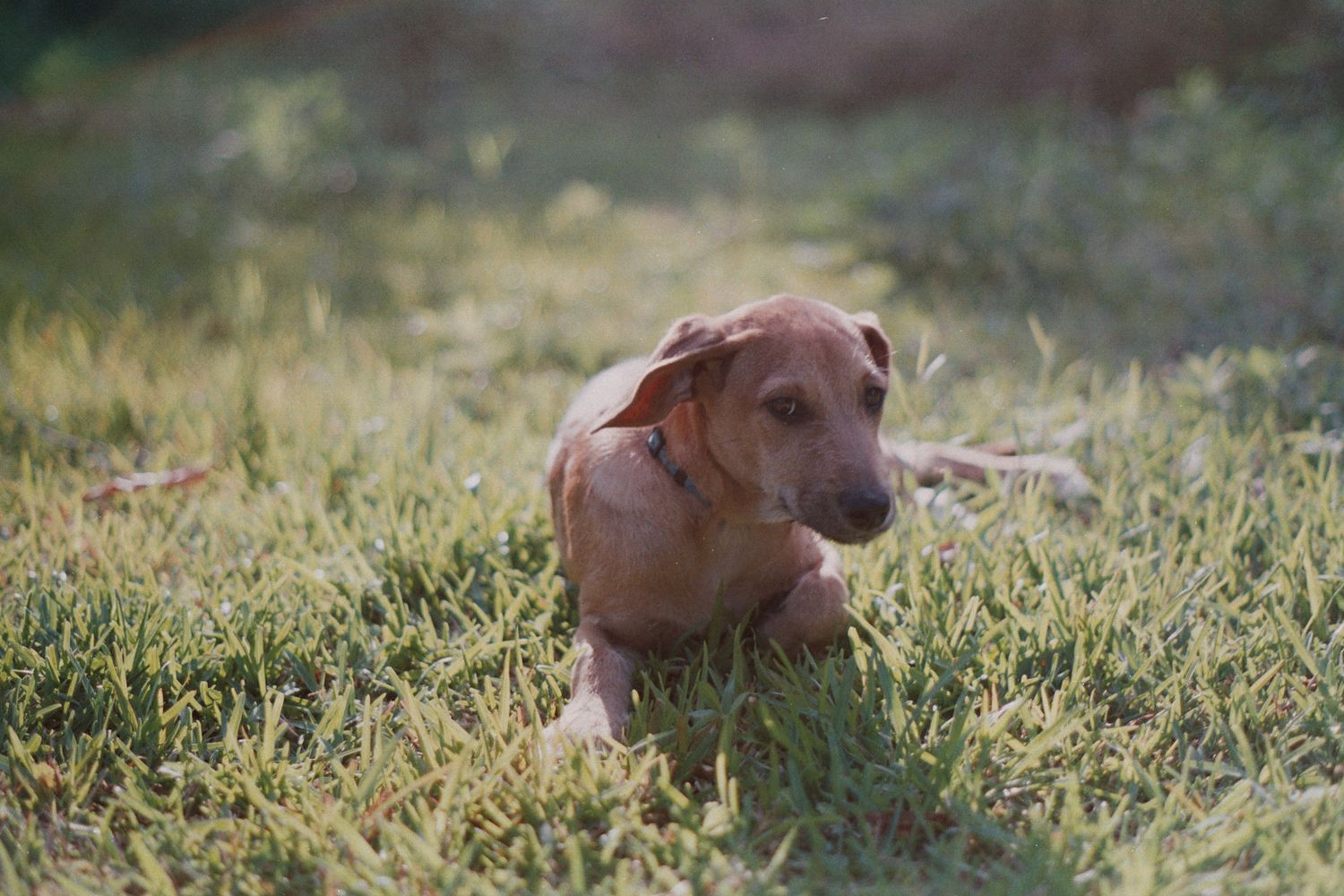 A small brown puppy lying in green grass, enjoying the outdoors in warm sunlight.