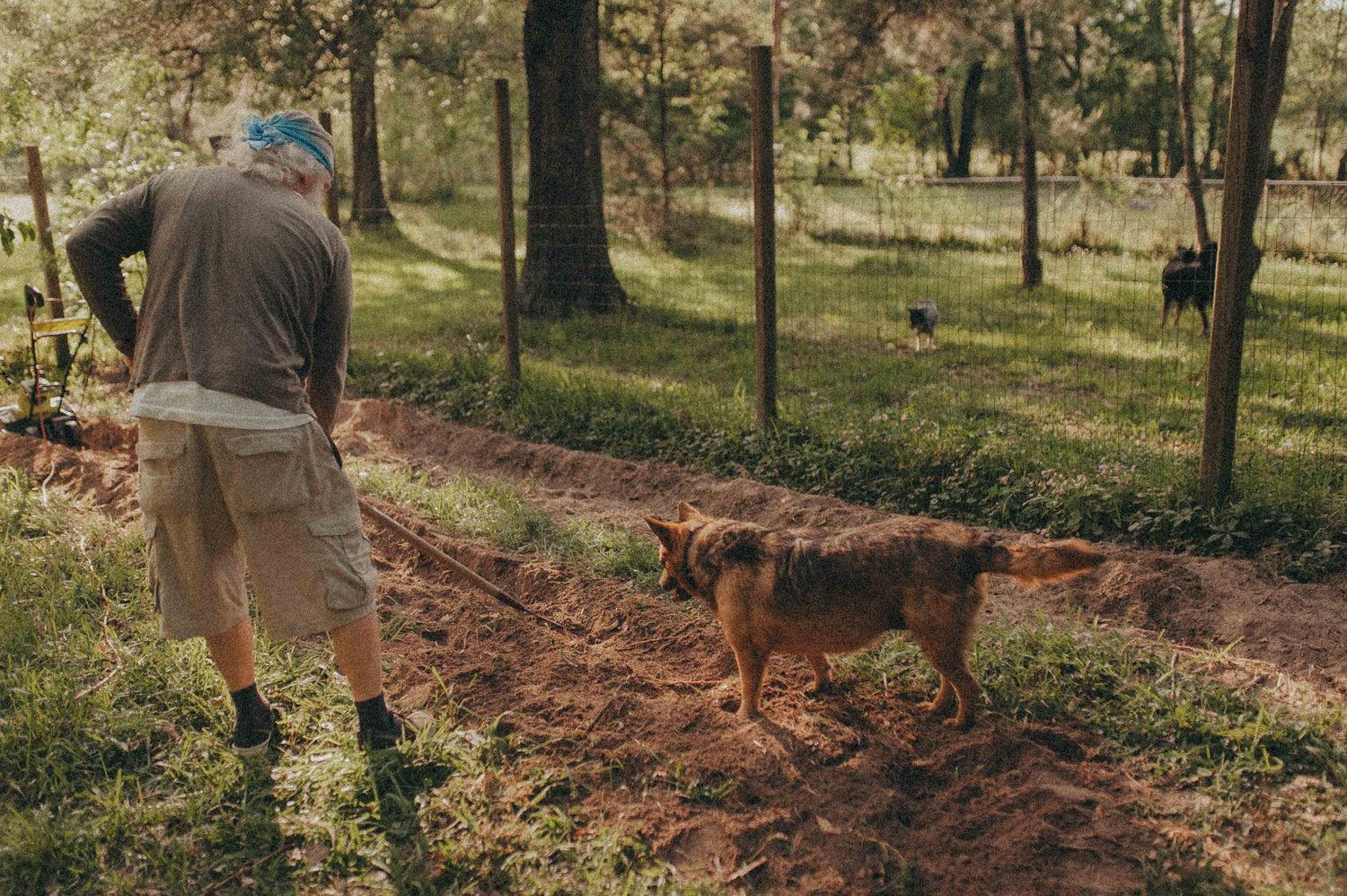 Person walking a German Shepherd dog on a leash through a sunny wooded backyard.