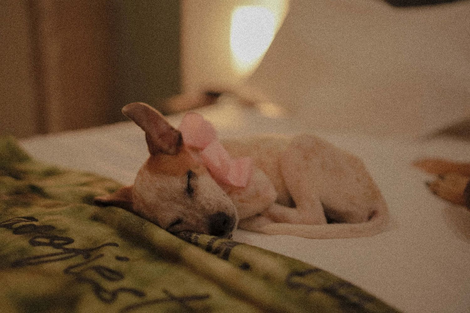 Sleeping puppy with pink bow on white bed beside green blanket.