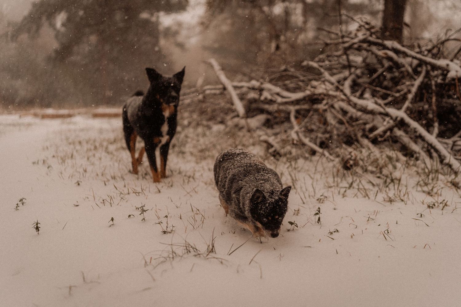 Two dogs, a German Shepherd and a spotted dog, walking through a snowy forest clearing in winter.