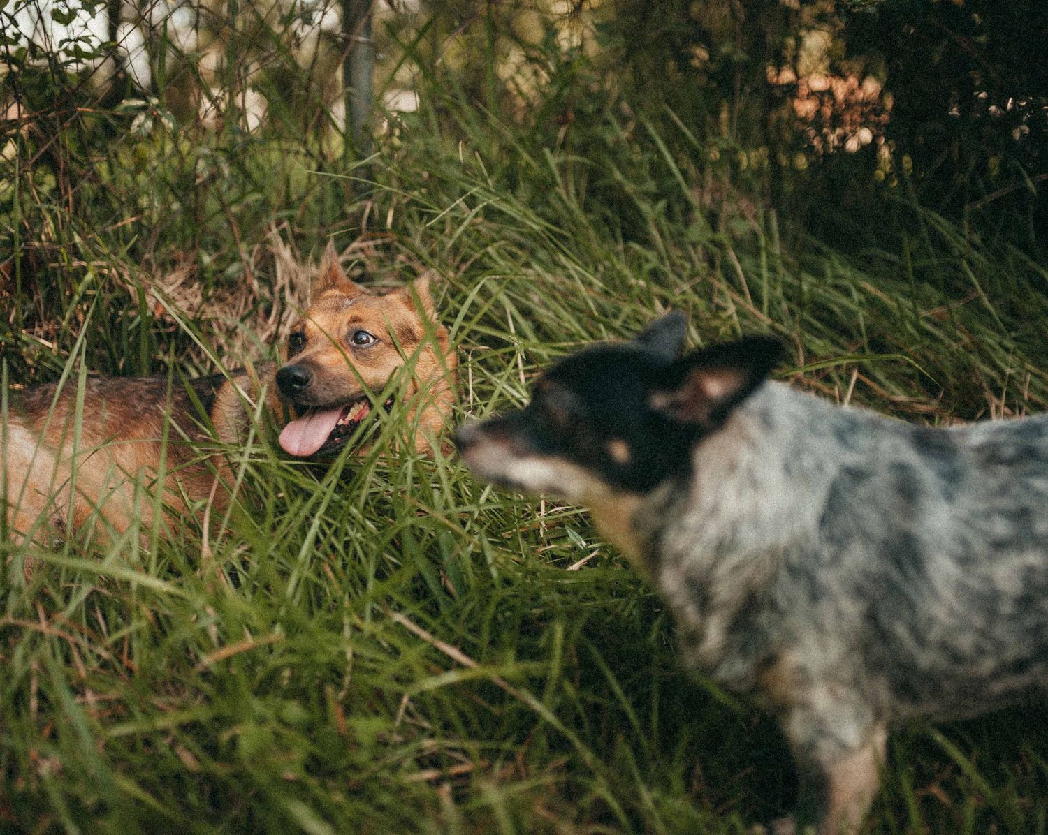 Two dogs playing in tall green grass outdoors at sunset.