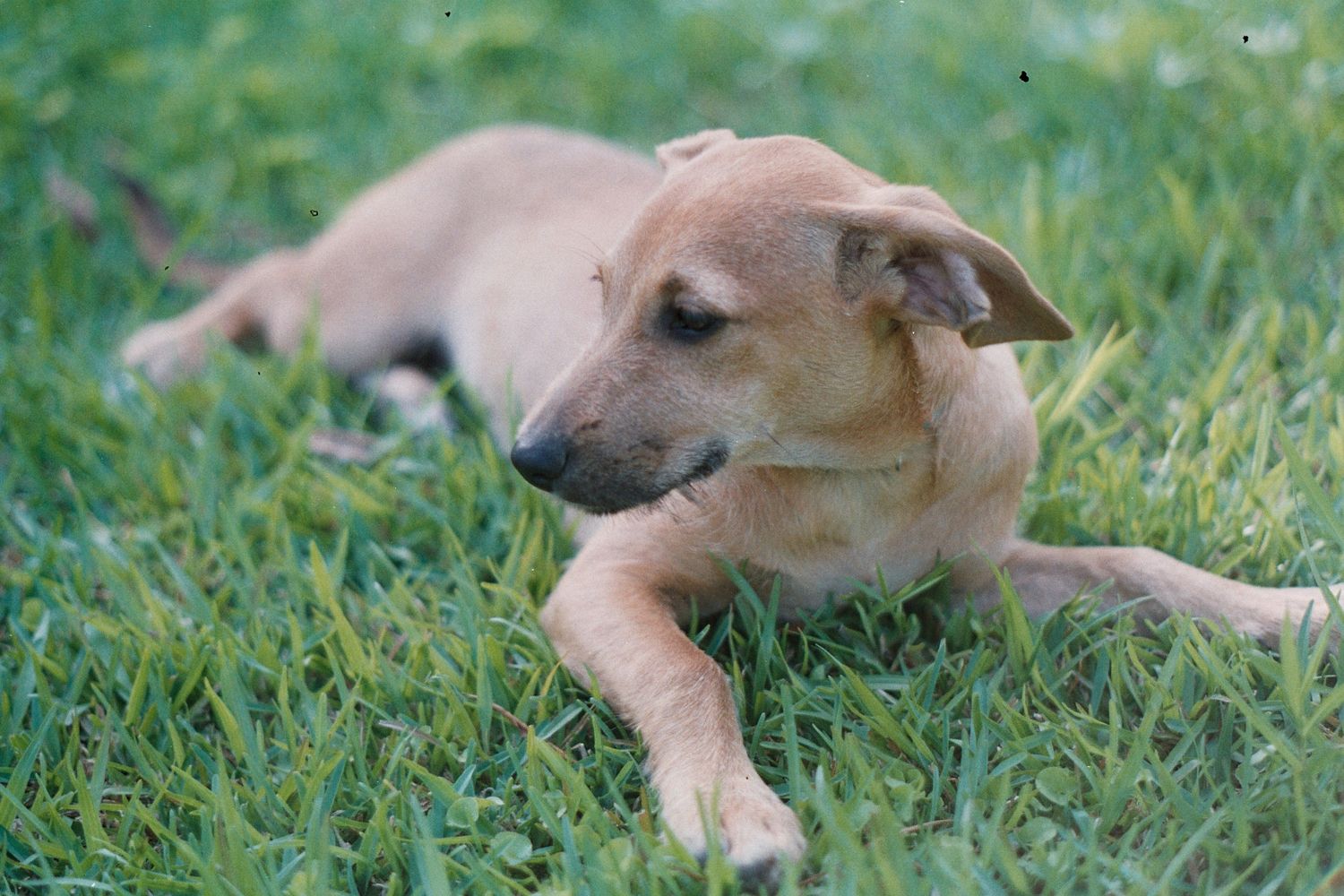 A tan puppy resting on green grass, with floppy ears and a calm expression.