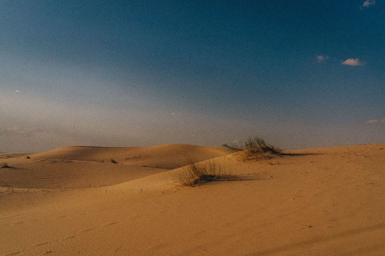 Golden sand dunes with sparse desert vegetation under a clear blue sky at sunset.