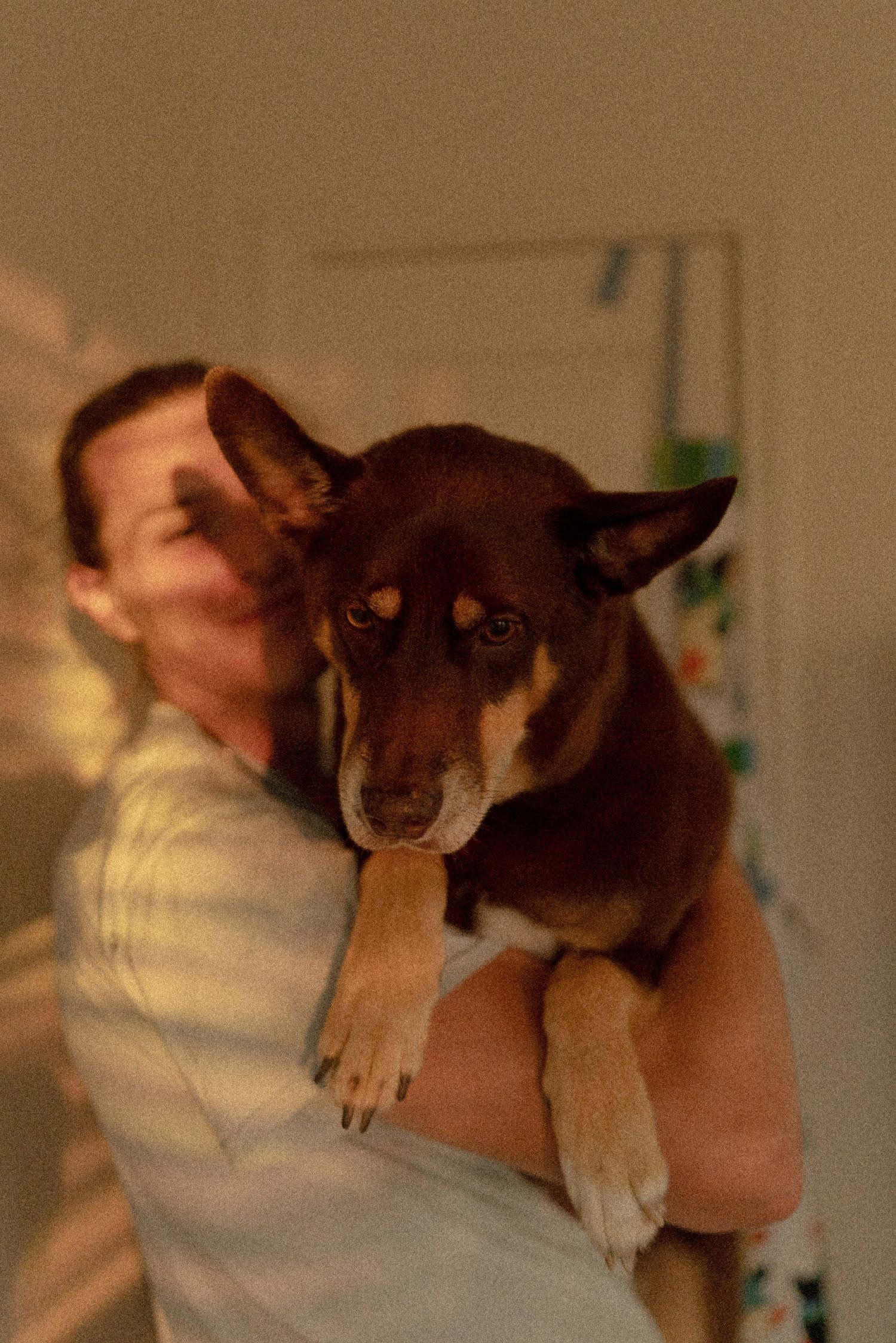 A person tenderly holds a brown and white Shiba Inu dog indoors in warm lighting.