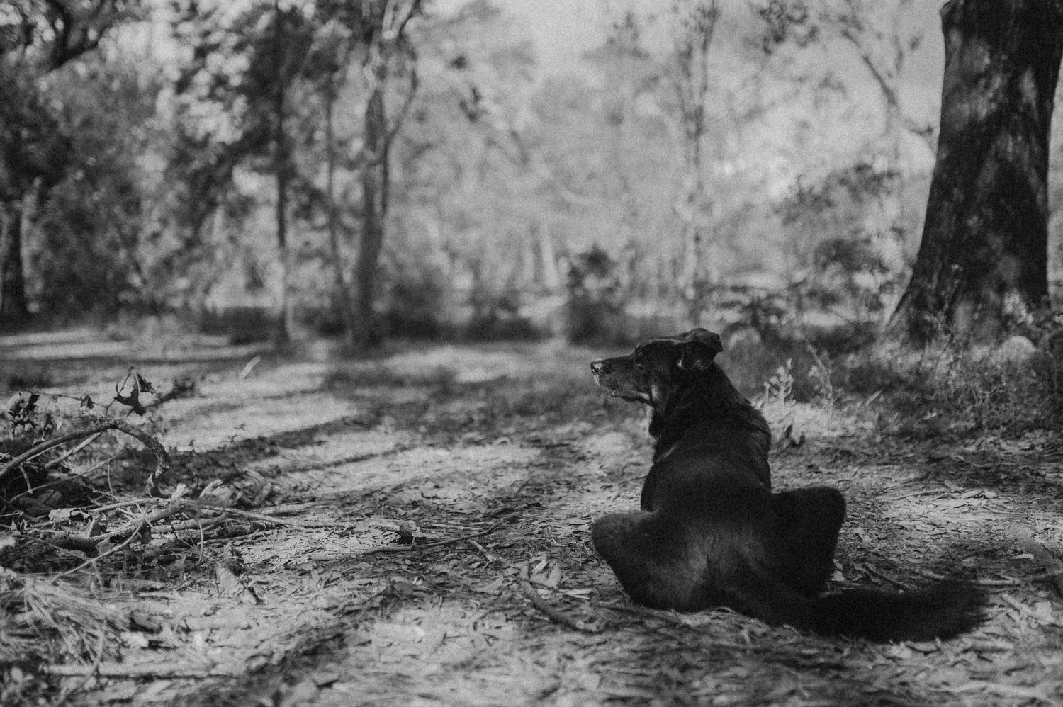 Black and white photo of a dog sitting alone on a dirt path surrounded by trees in a serene outdoor setting.