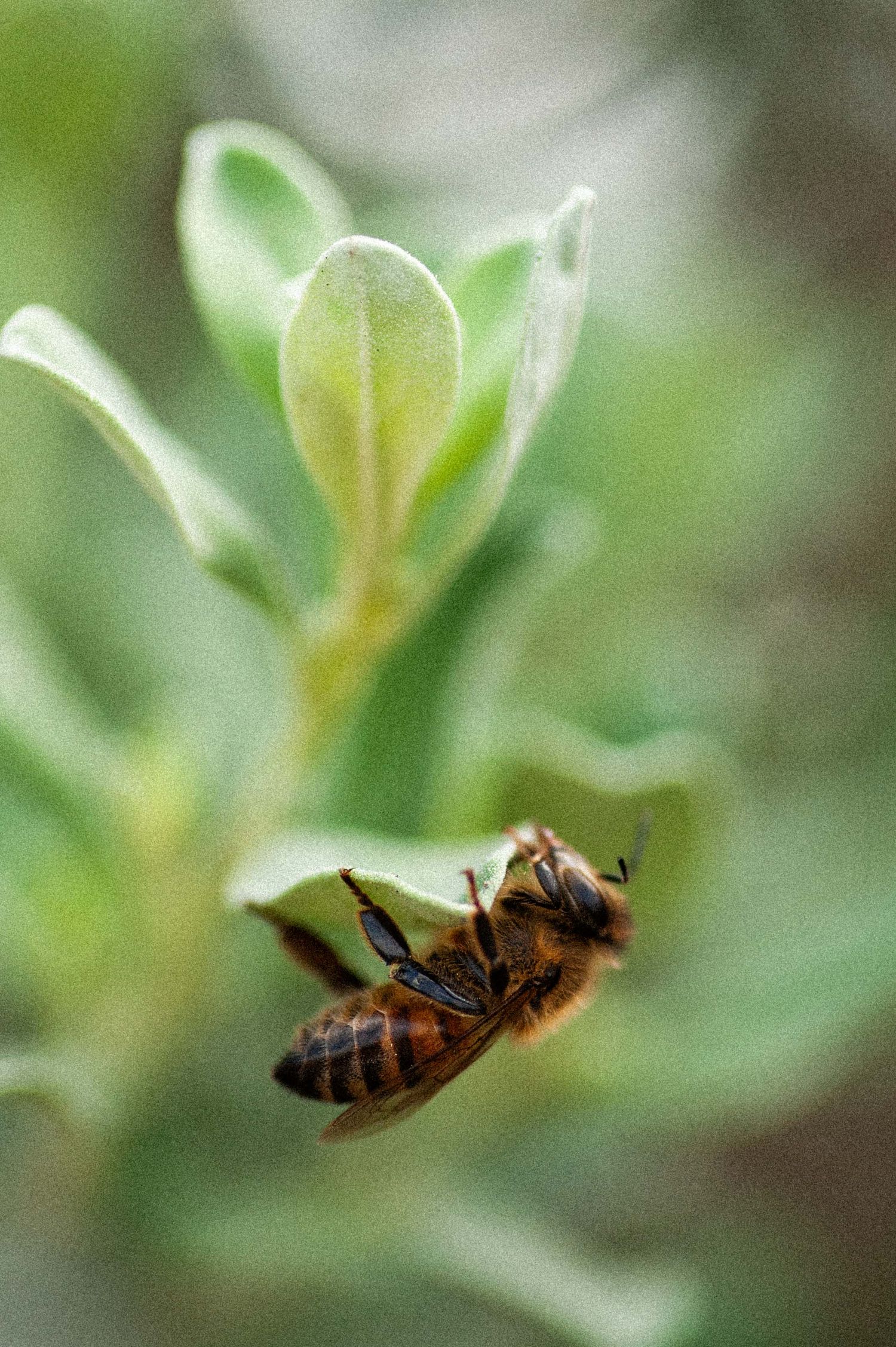 A honeybee clinging to a green plant bud in a close-up macro nature photograph.