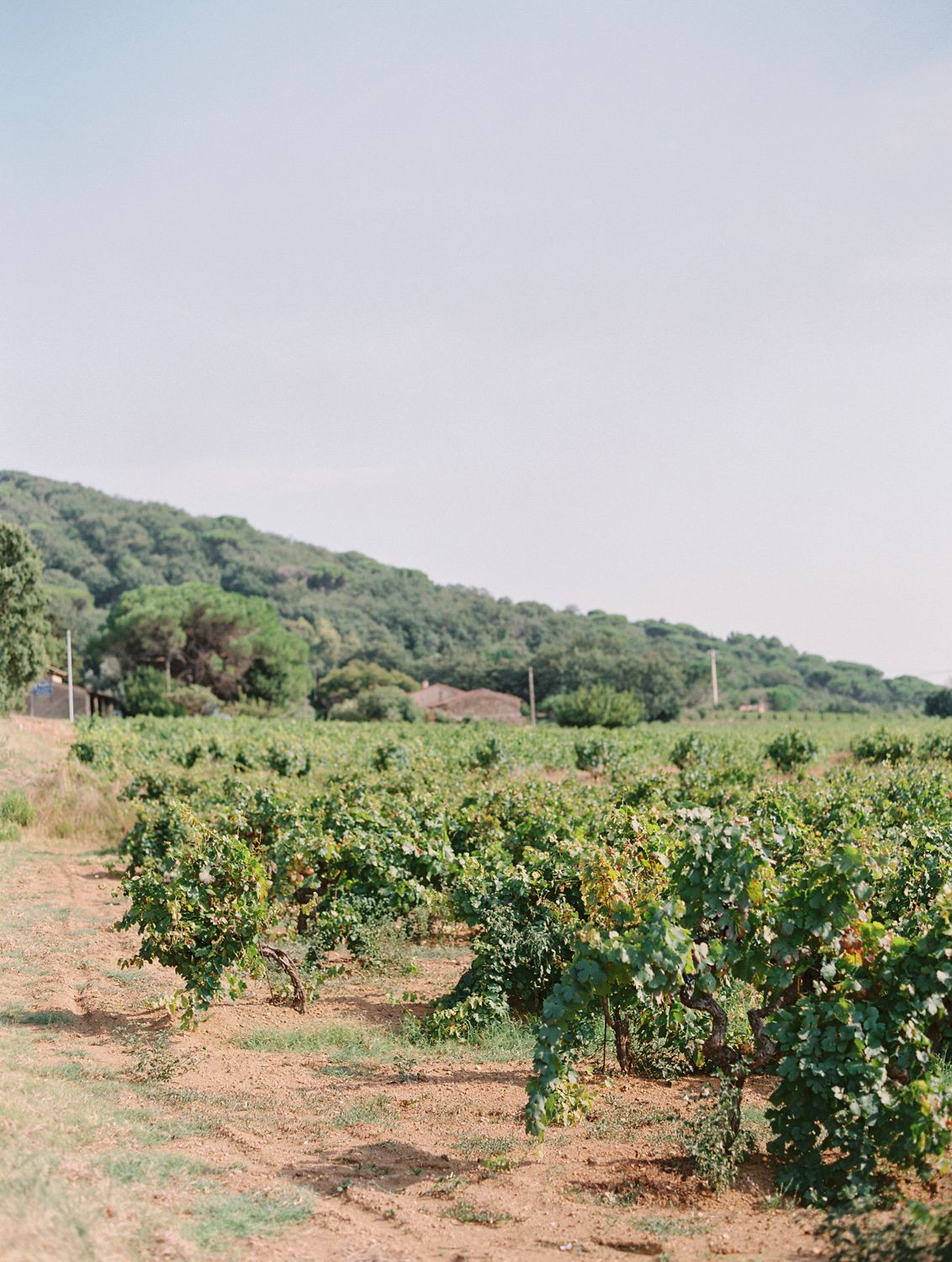 Des rangées de vignes luxuriantes en Provence
