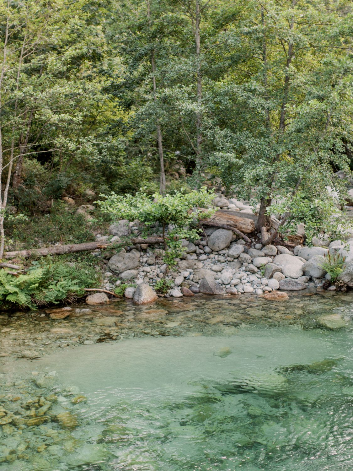 Clear green river water flows past a rocky shoreline with lush green trees and fallen logs in a serene forest setting.