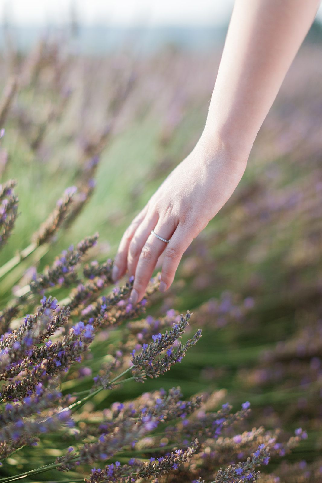Gros plan sur la main d'une femme portant une bague de fiançailles effleurant délicatement des fleurs de lavande en pleine floraison.