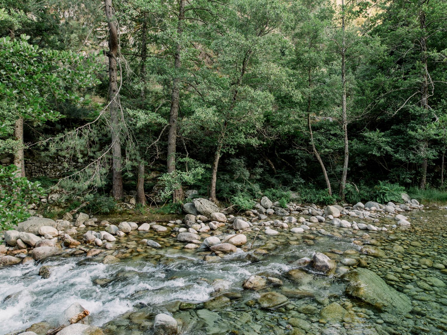 Rocky mountain stream flows through lush green forest with moss-covered boulders and clear rushing water.