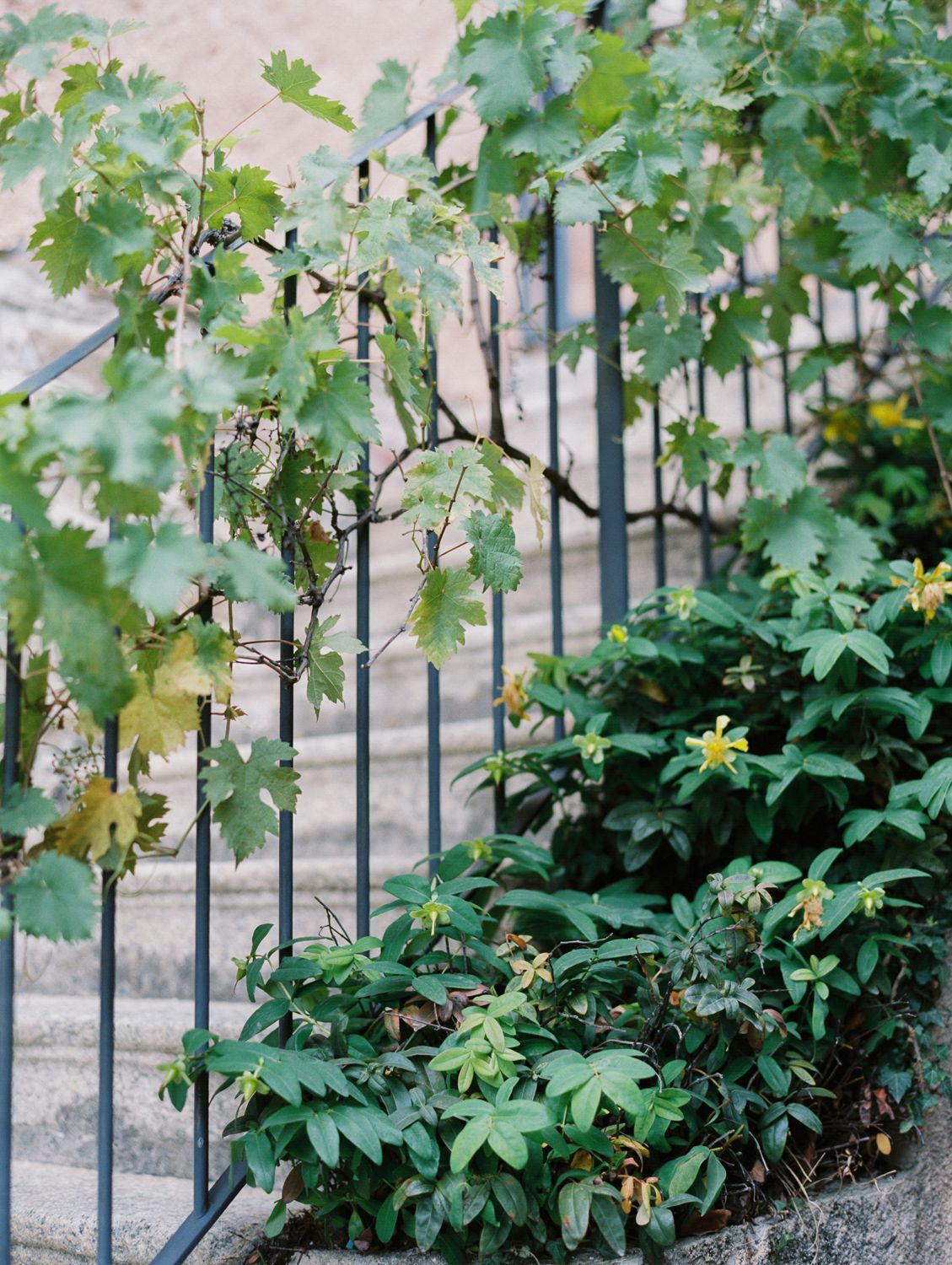 Lush green climbing vines and plants growing along a black iron fence beside stone steps.