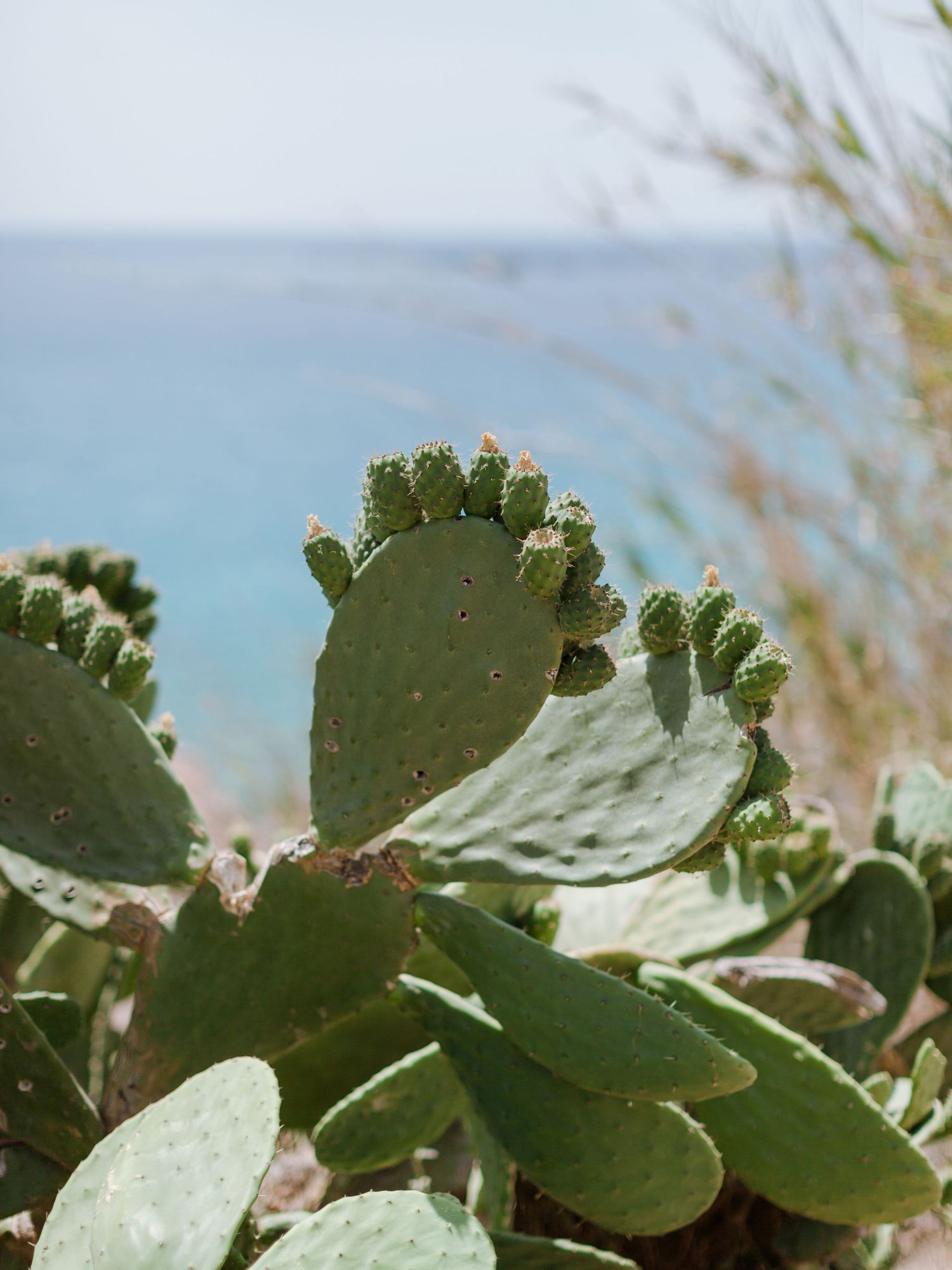 Gros plan sur un figuier de Barbarie portant de petits bourgeons, poussant près du littoral d'un océan bleu et paisible.