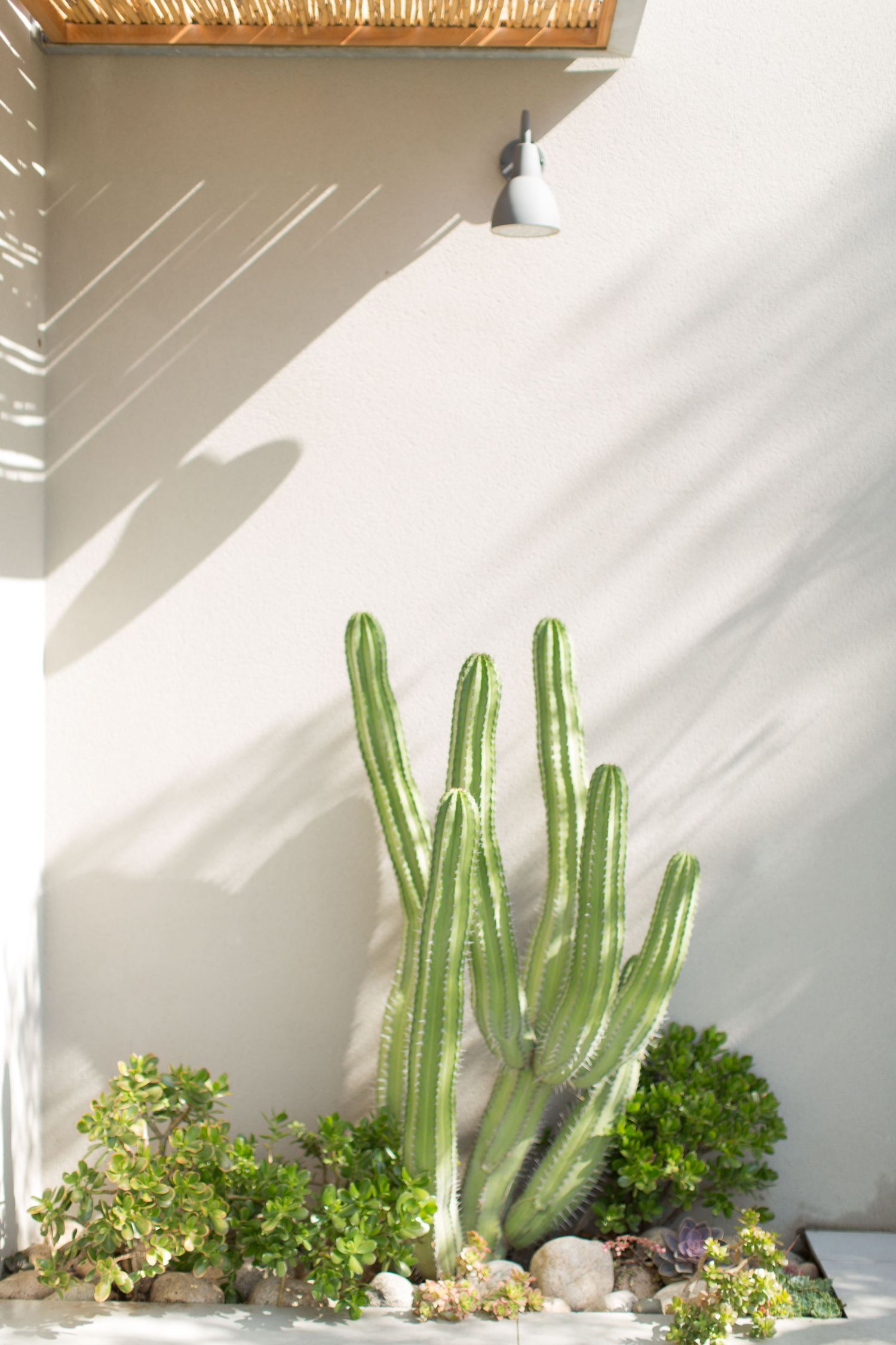 Grand cactus vert entouré de plantes succulentes, se détachant sur un mur en stuc blanc sous la vive lumière du soleil méditerranéen.