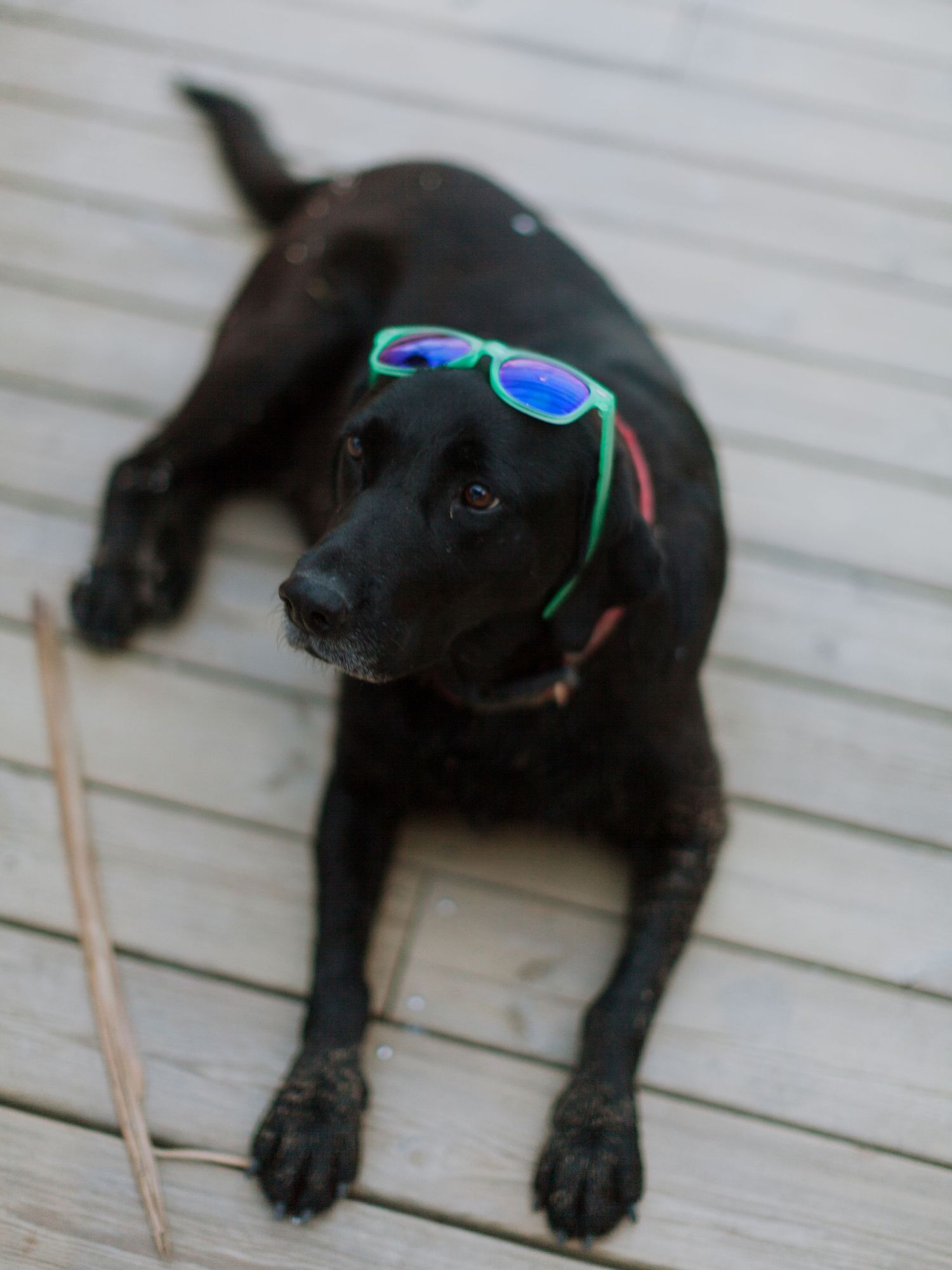 Un labrador noir portant des lunettes de soleil vertes et bleues colorées sur la tête, allongé sur une terrasse en bois avec un bâton