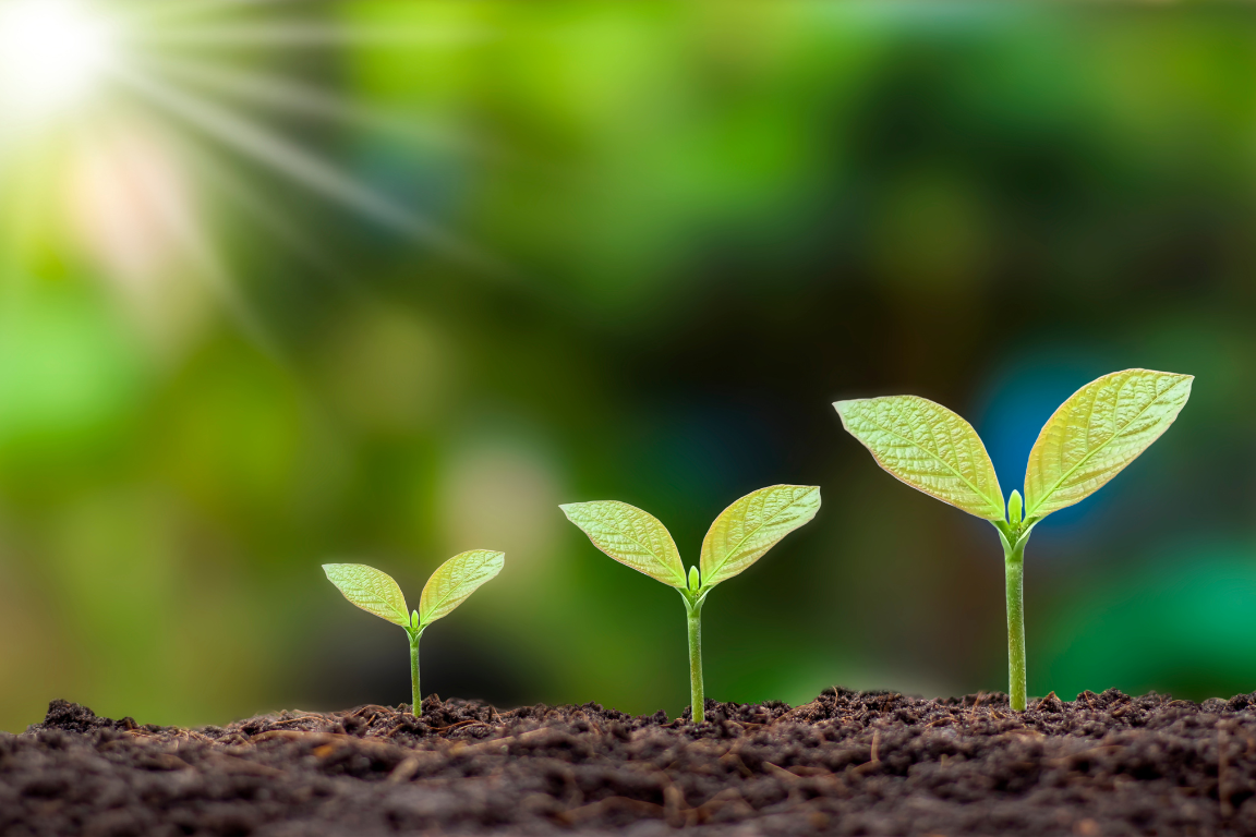 Three small green seedlings growing in soil, symbolizing meaningful growth for small business owners supported by Silver Lining Marketing.