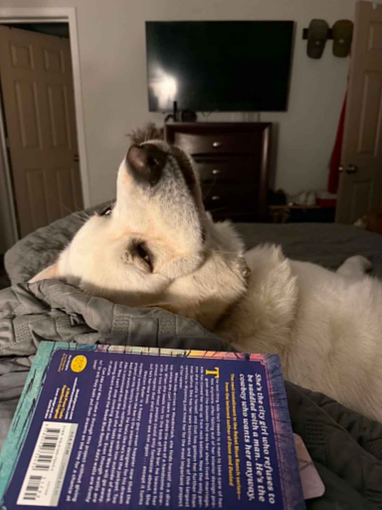 A fluffy white Husky dog lying on a bed next to an open book in a cozy bedroom.