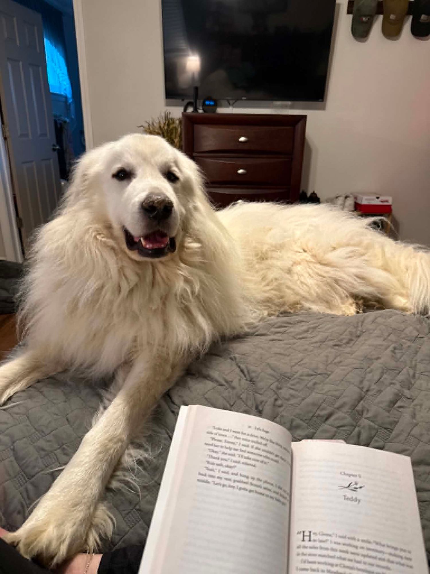 Large fluffy white Great Pyrenees dog lying on bed next to open book in cozy bedroom.
