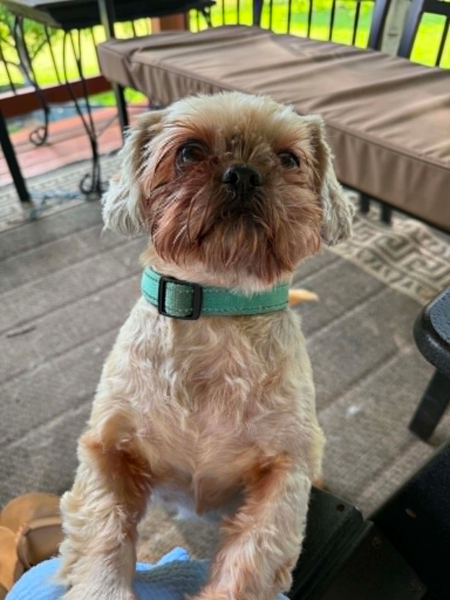 A fluffy Shih Tzu dog with a teal collar sits on a wooden deck, looking up curiously on a sunny day.