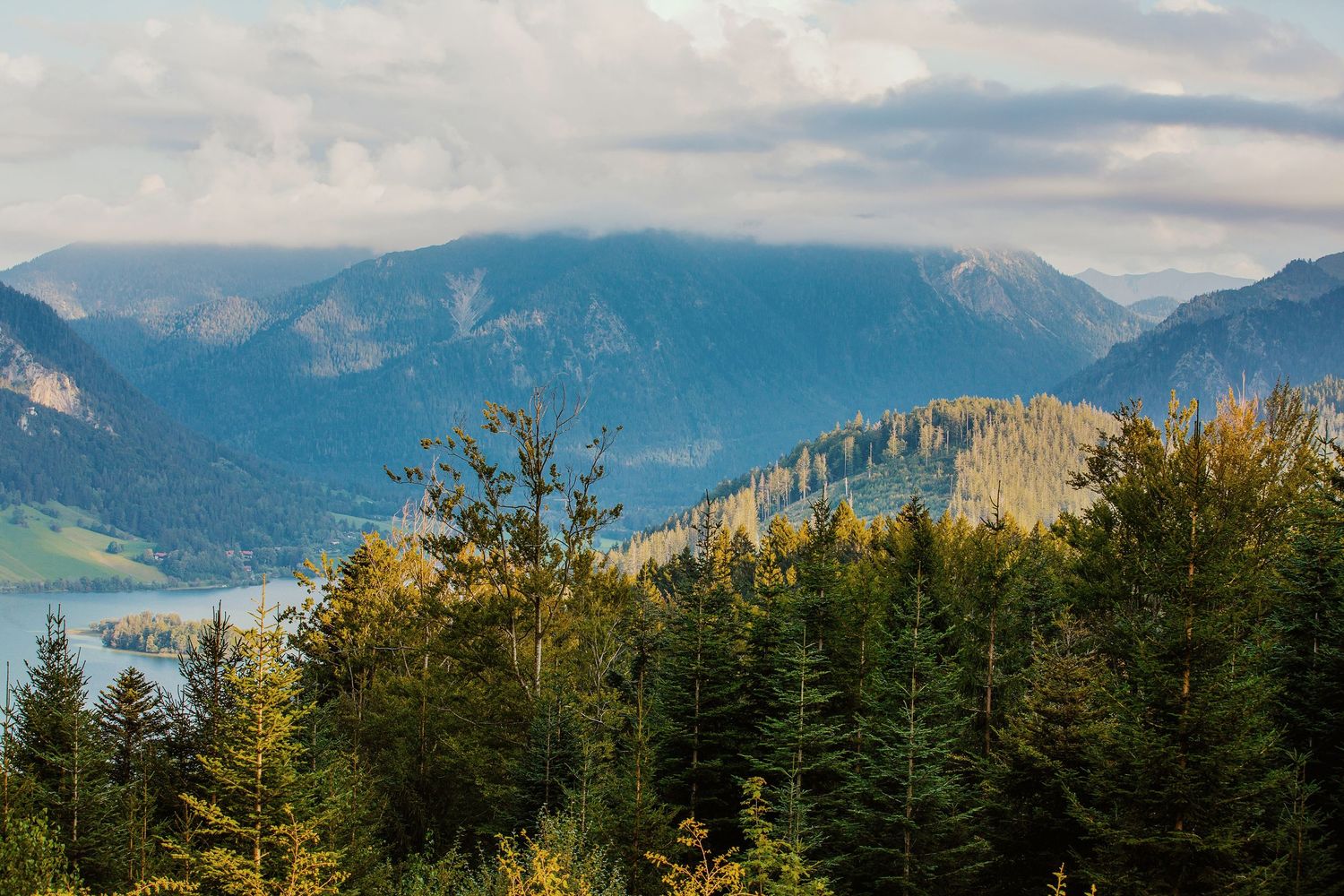 Lush green pine forest with mountain lake and misty alpine peaks under cloudy sky in scenic landscape.