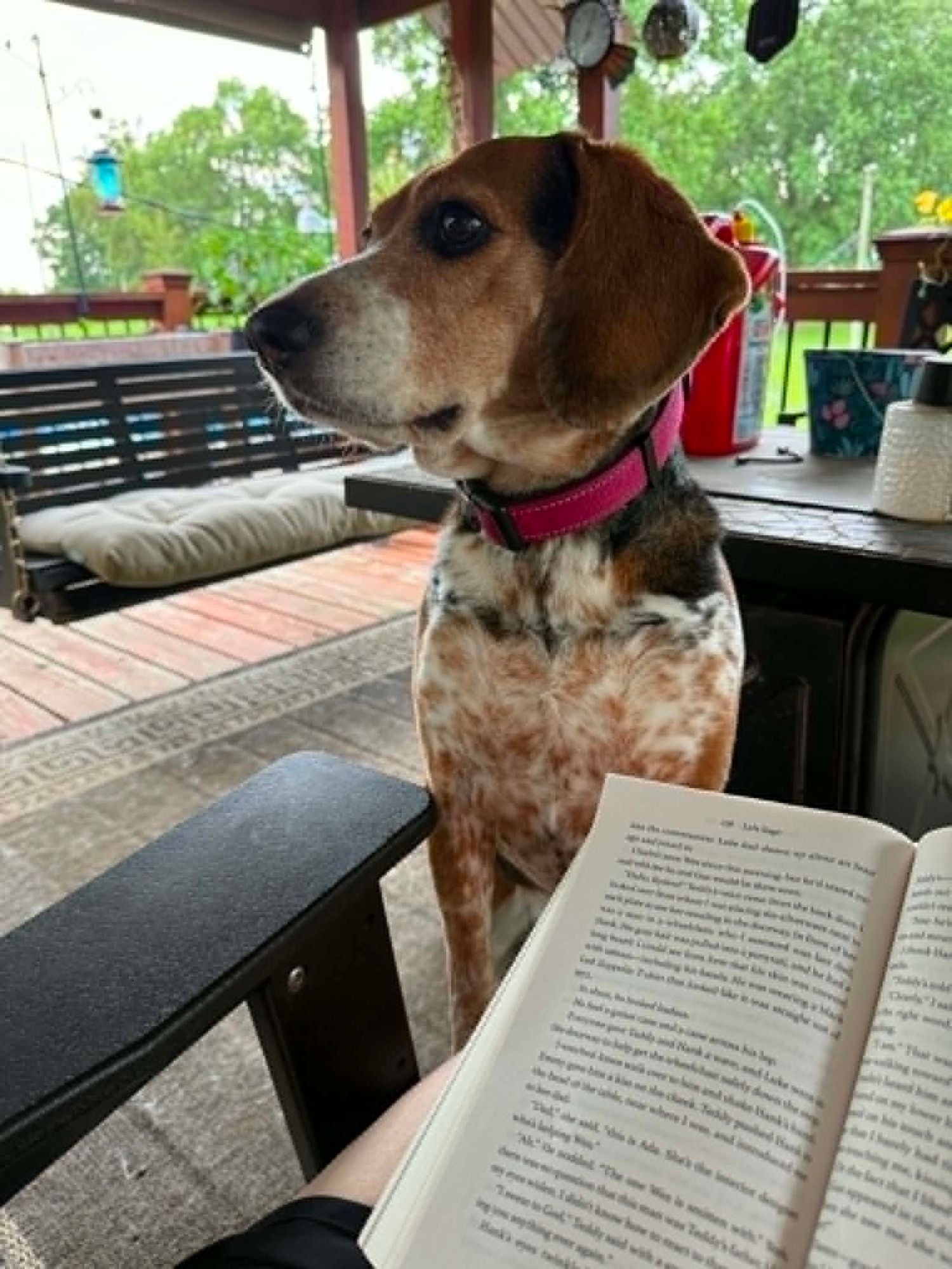 A beagle dog with a pink collar sits attentively on a porch while its owner reads a book nearby.