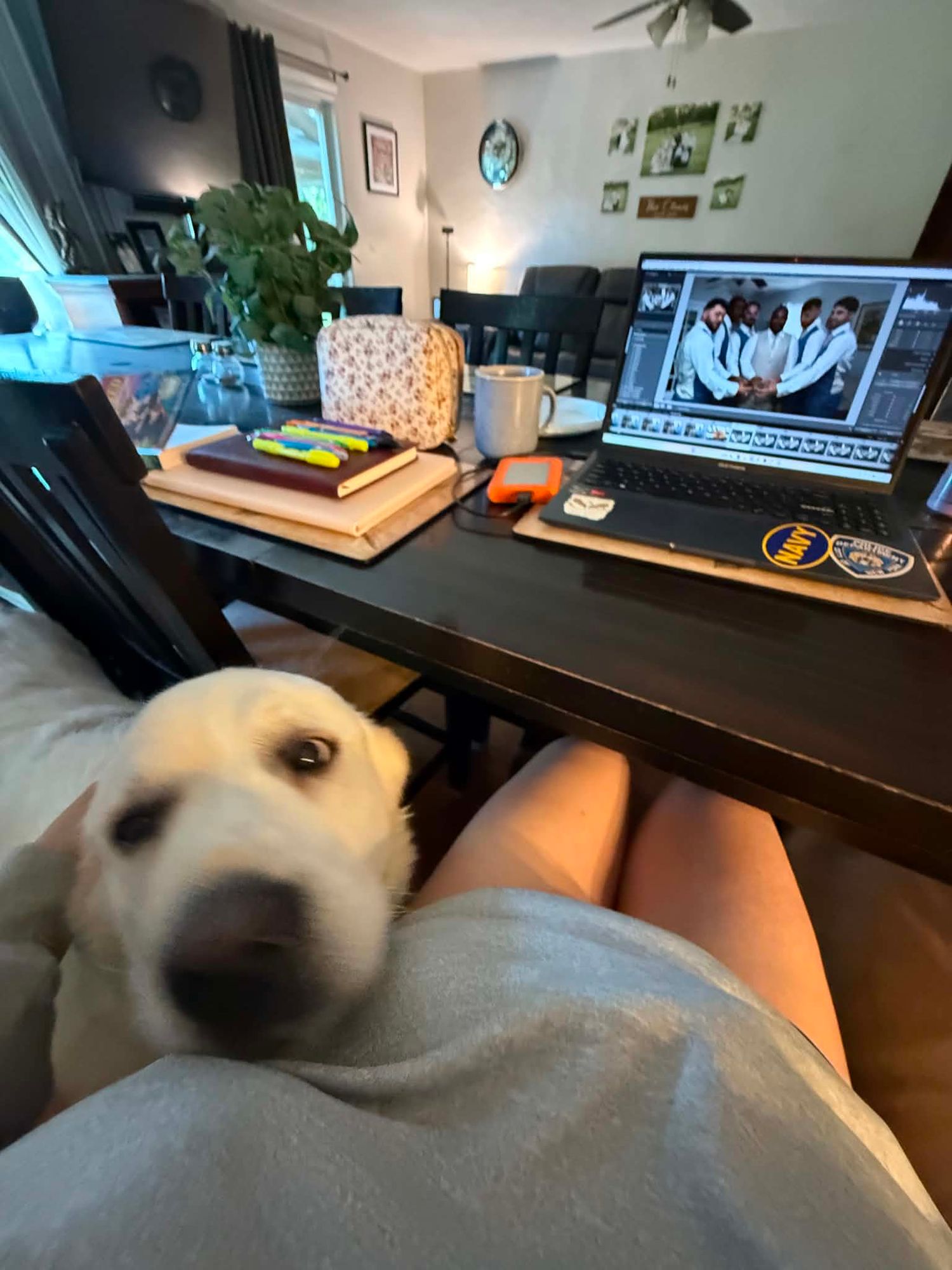 A yellow Labrador rests its head on a person's lap near a dark wooden desk with a laptop, books, and a plant.