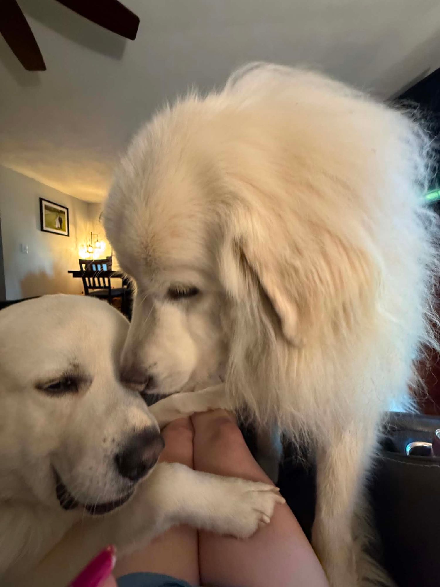 Two fluffy white dogs, a Great Pyrenees and a Labrador, snuggling together indoors on a cozy evening.