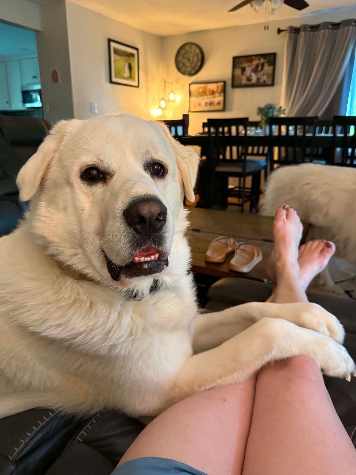 A large fluffy white dog rests its paws on a person's lap while lounging on a couch in a cozy living room.