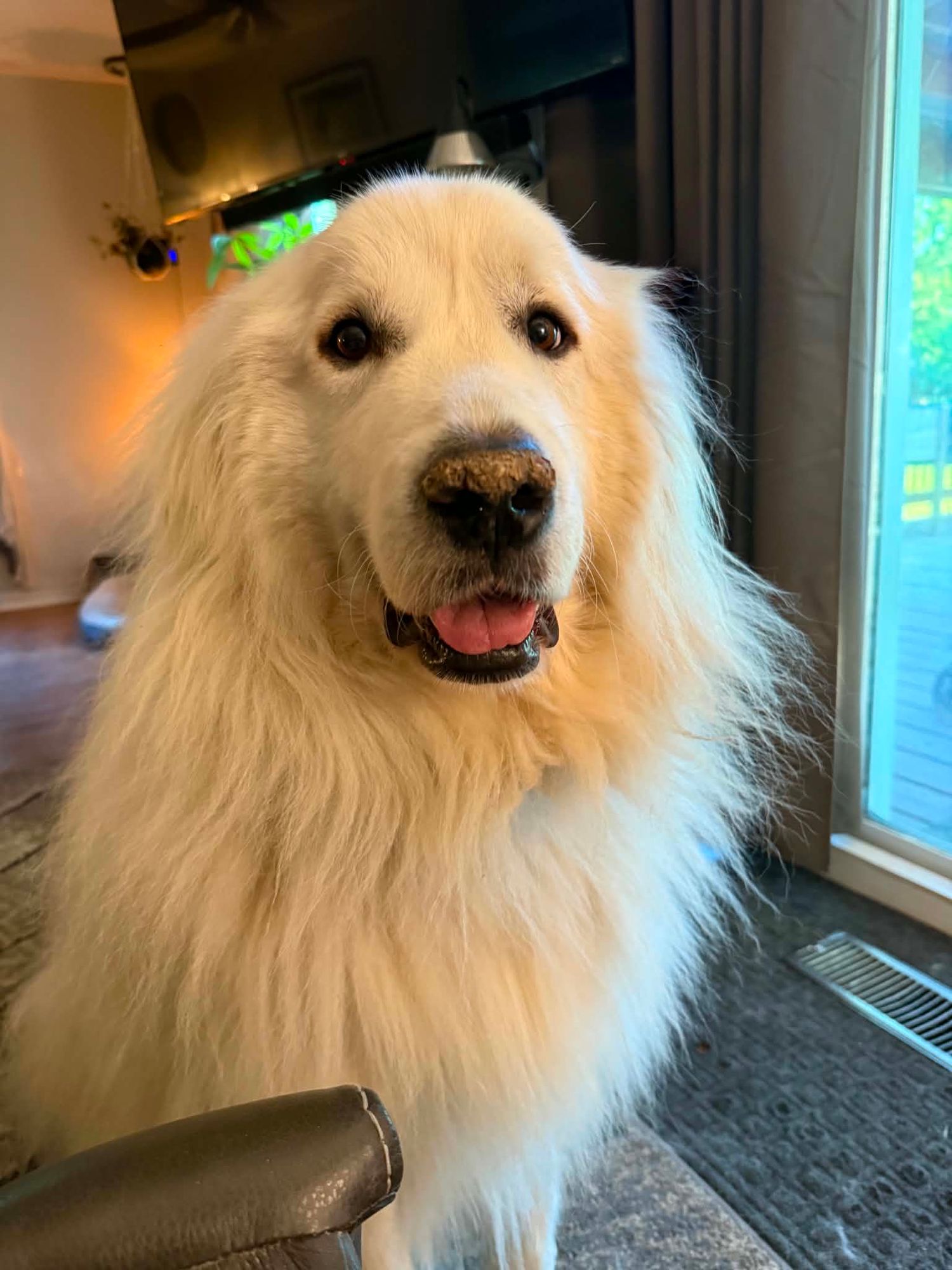 Fluffy white Great Pyrenees dog with tongue out sitting indoors near a glass door, looking happy and friendly.