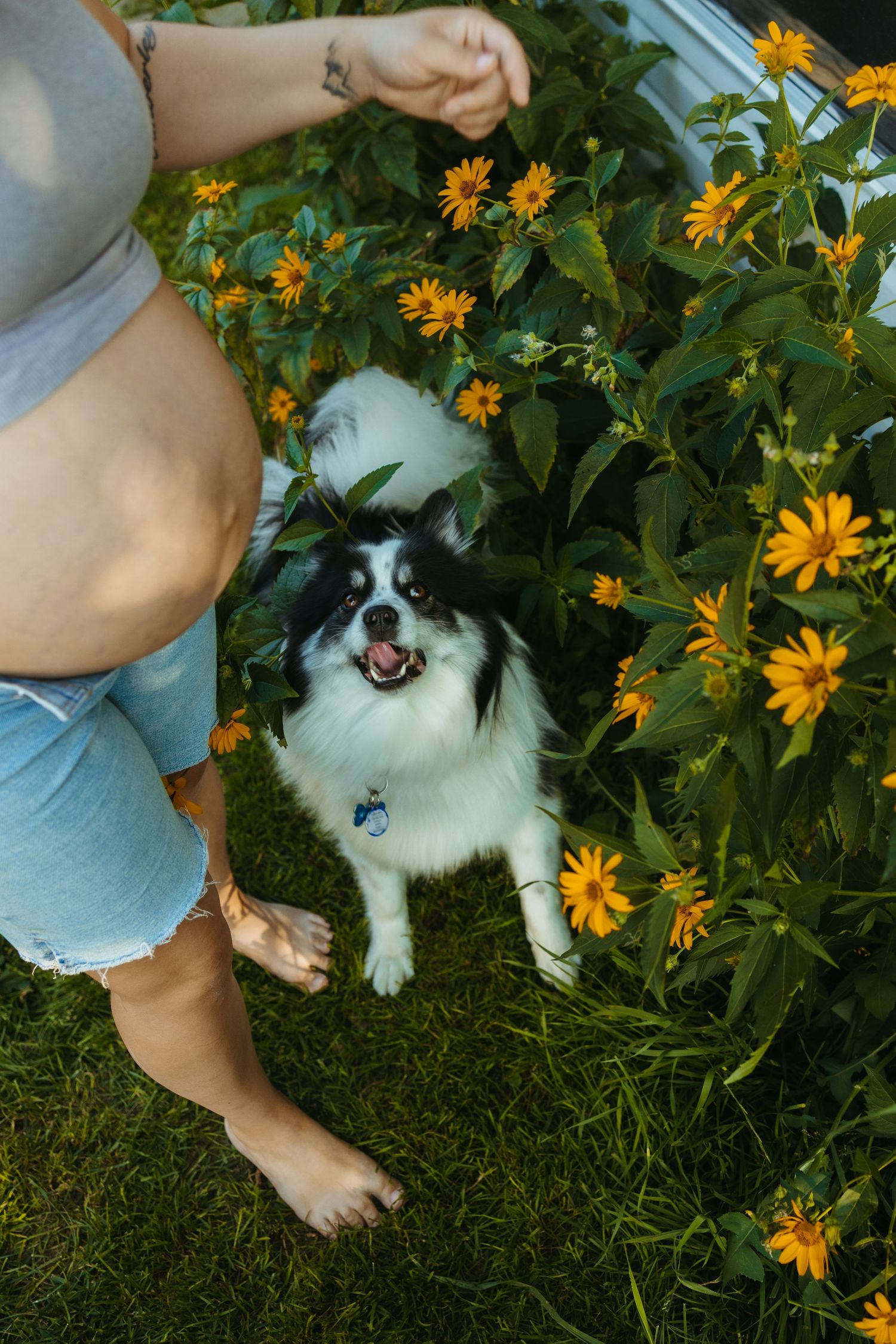 A happy black and white Chihuahua sits among yellow wildflowers beside a barefoot pregnant woman in denim shorts.