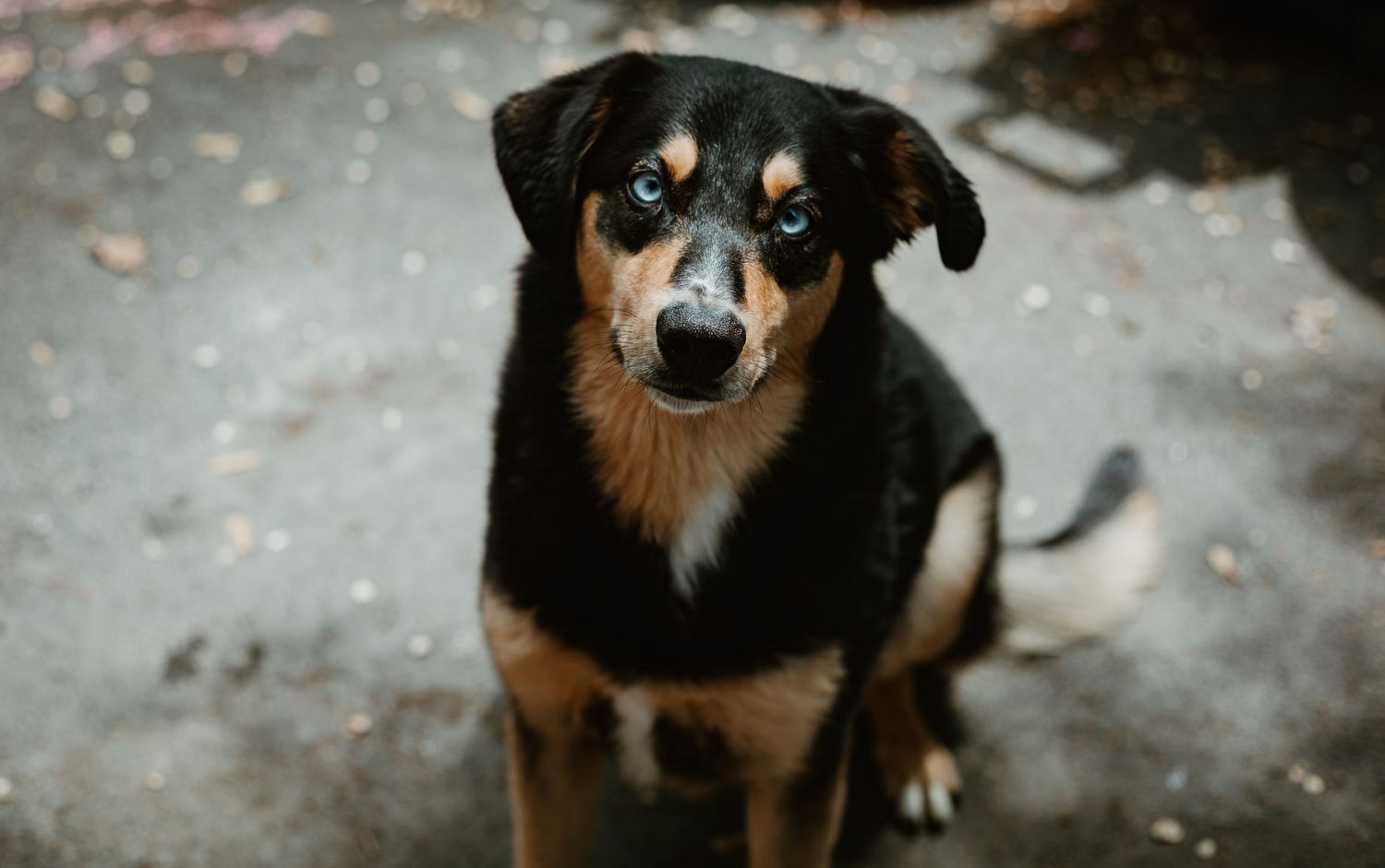 A black and tan dog with striking blue eyes sits attentively on a concrete surface, gazing upward.