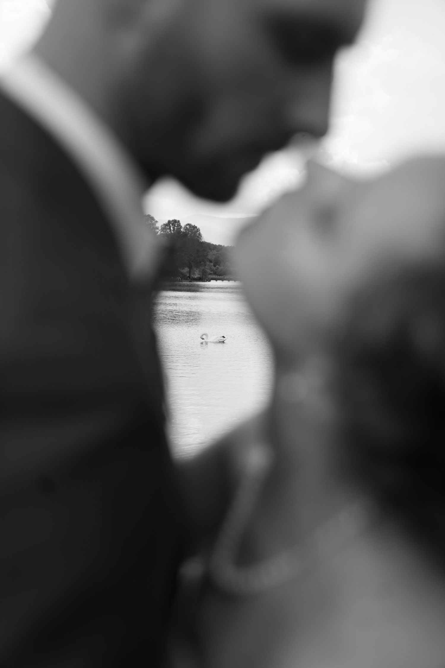Artistic black and white photo of swans on a lake viewed through a romantic silhouette.