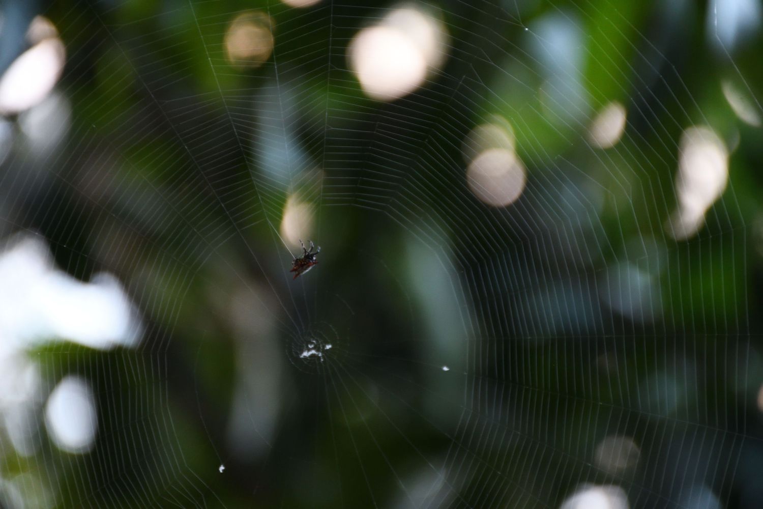 A small spider sits at the center of an intricate web with a blurred green bokeh background.