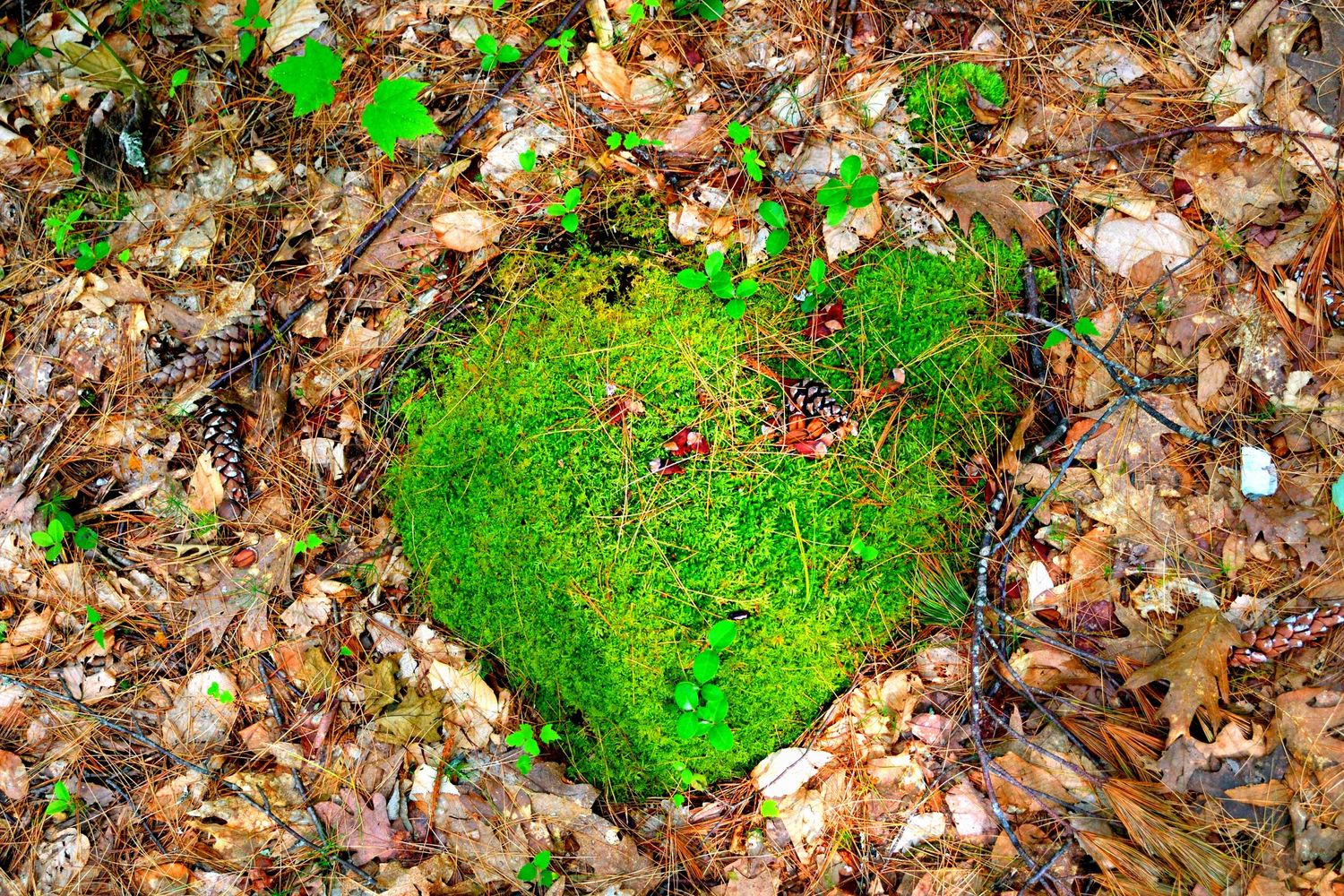 A heart-shaped patch of bright green moss growing among fallen brown autumn leaves on forest floor.