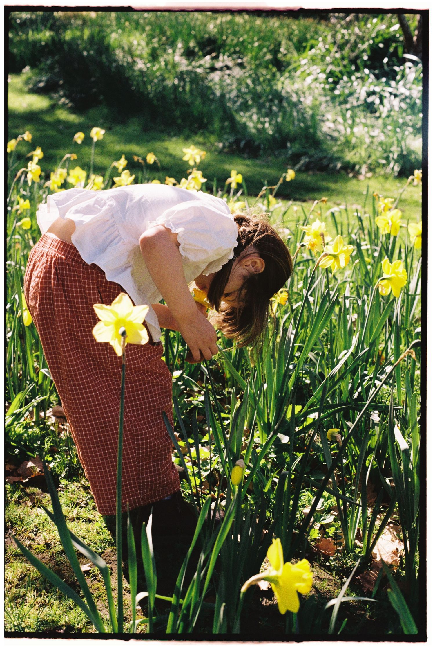 Woman in white blouse and red plaid pants bending over yellow daffodils in a lush green garden.