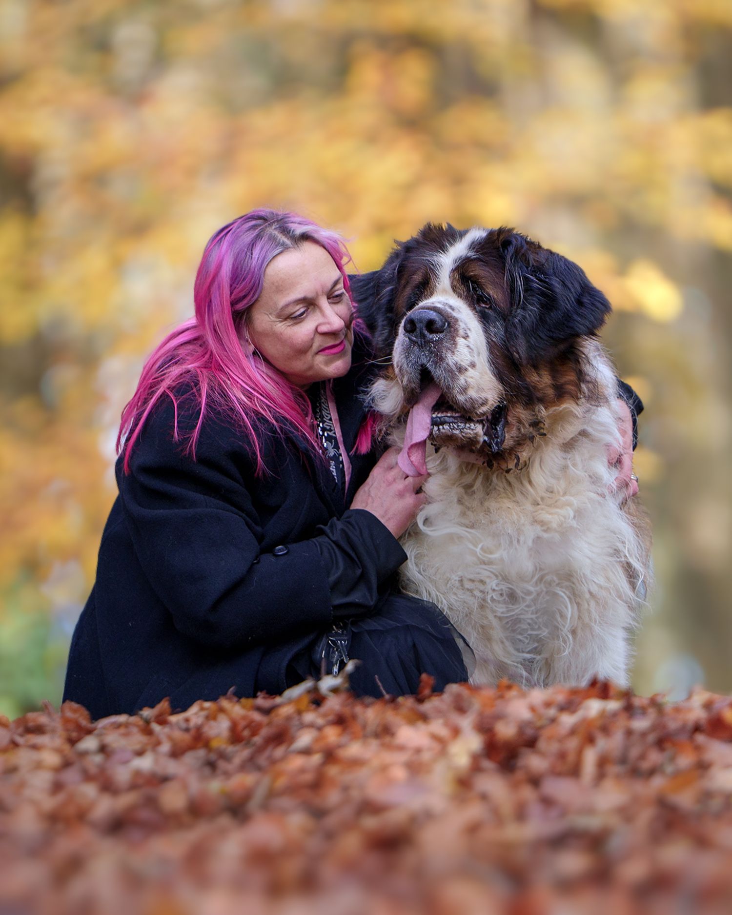A colourful image of a lady crouched next to her Saint Bernard in autumn leaves