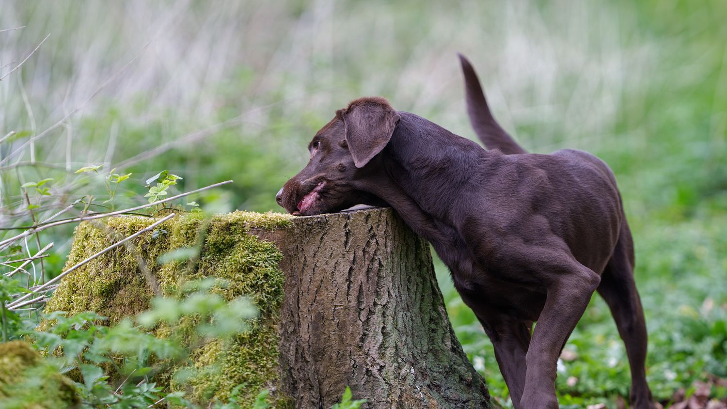 A dog licking food from a tree stump