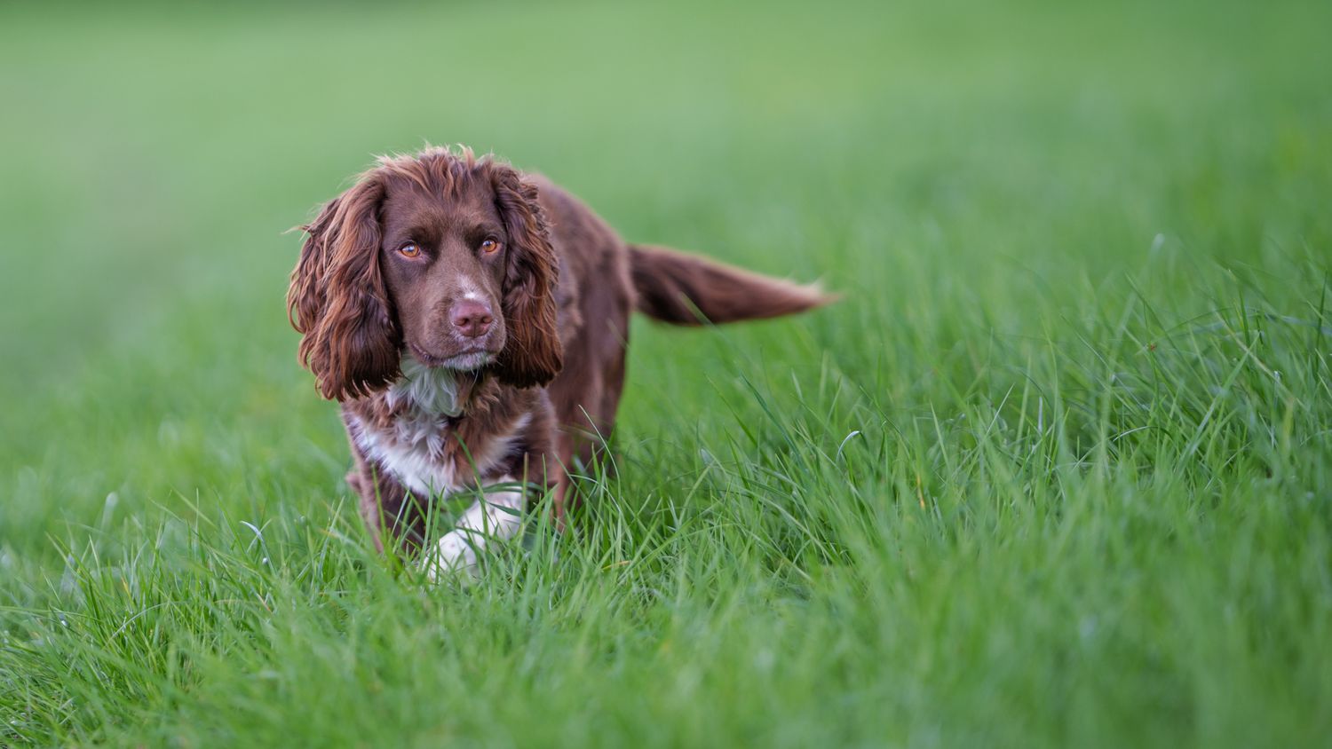 An image of a dog walking in long grass