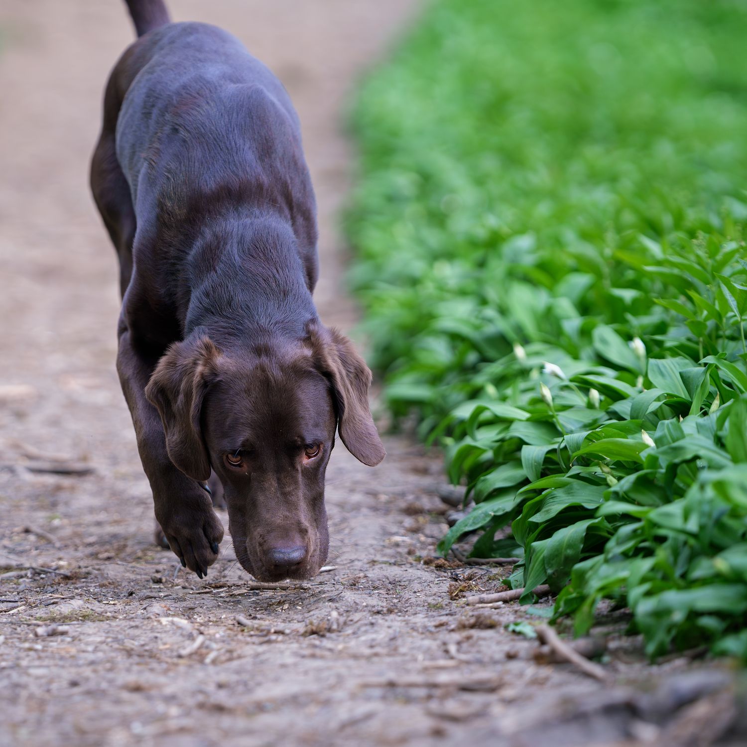 A dog sniffing a wodland path