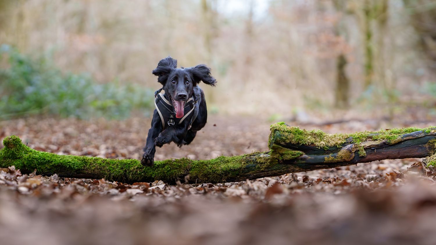 A dog running towards the viewer, leaping over a long fallen log