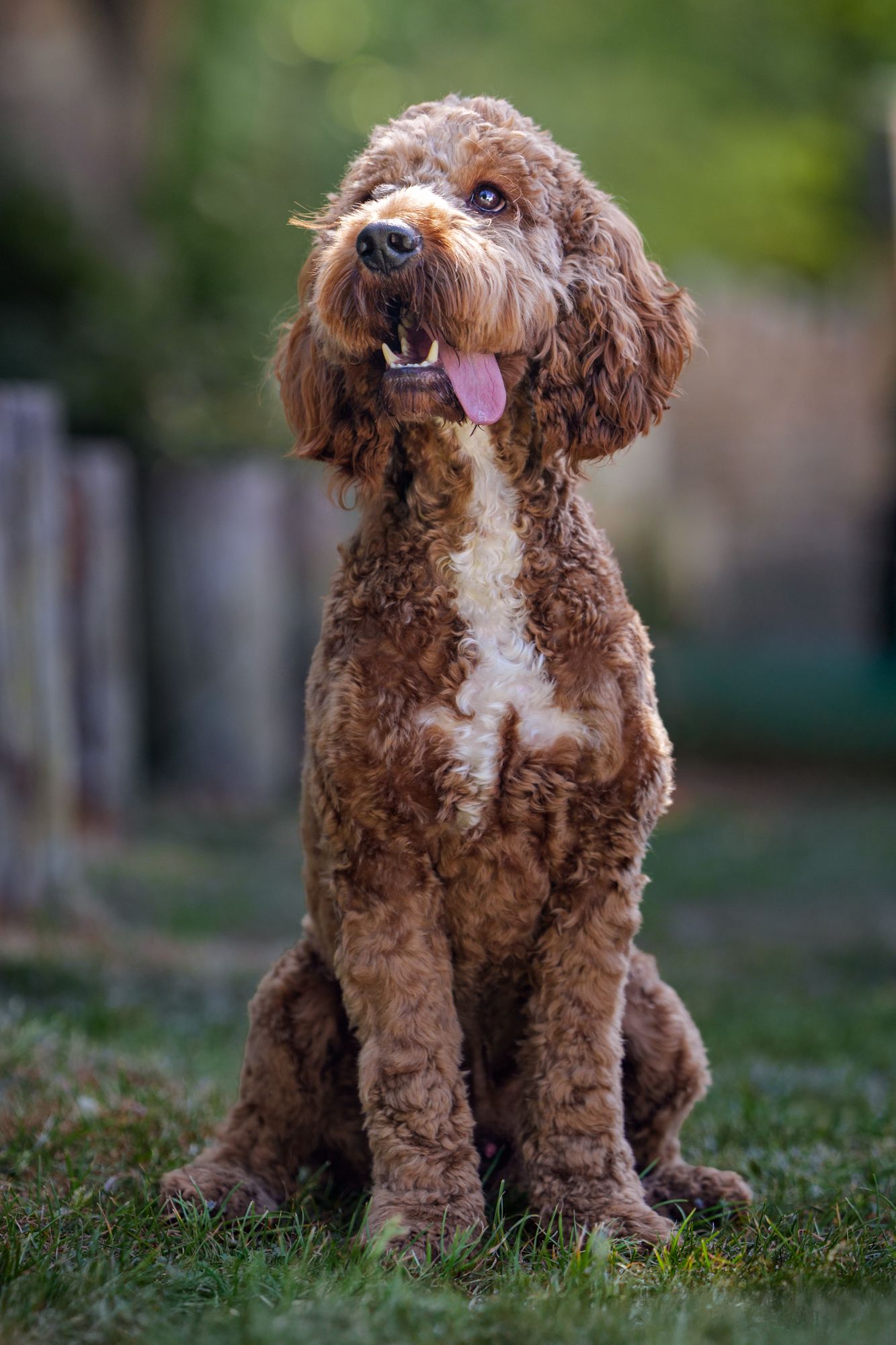 A cocker poo sitting on grass